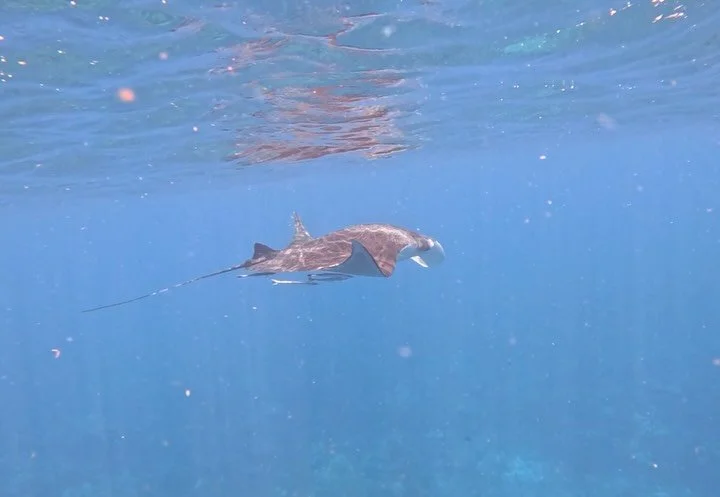 Meet Finn 🌊

18 months ago, I shared this footage of a manta ray that Devon and I encountered in the Caribbean. What I didn&rsquo;t realize at the time was that I had accidentally edited out the single most important part of the video: its belly.

J