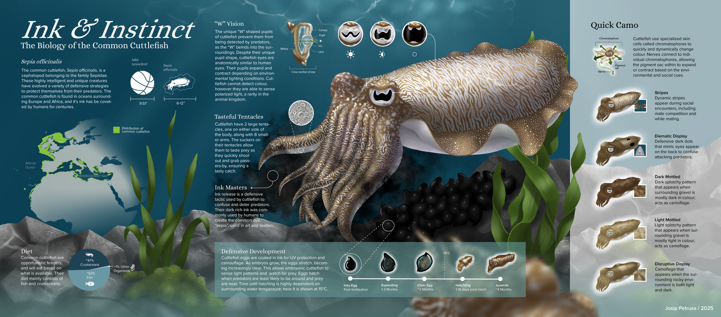 A detailed infographic about the biology of the common cuttlefish, including its vision, appearance, behavior, habitat, diet, and developmental stages. It features illustrations, a map, and descriptions of various camouflage mechanisms.