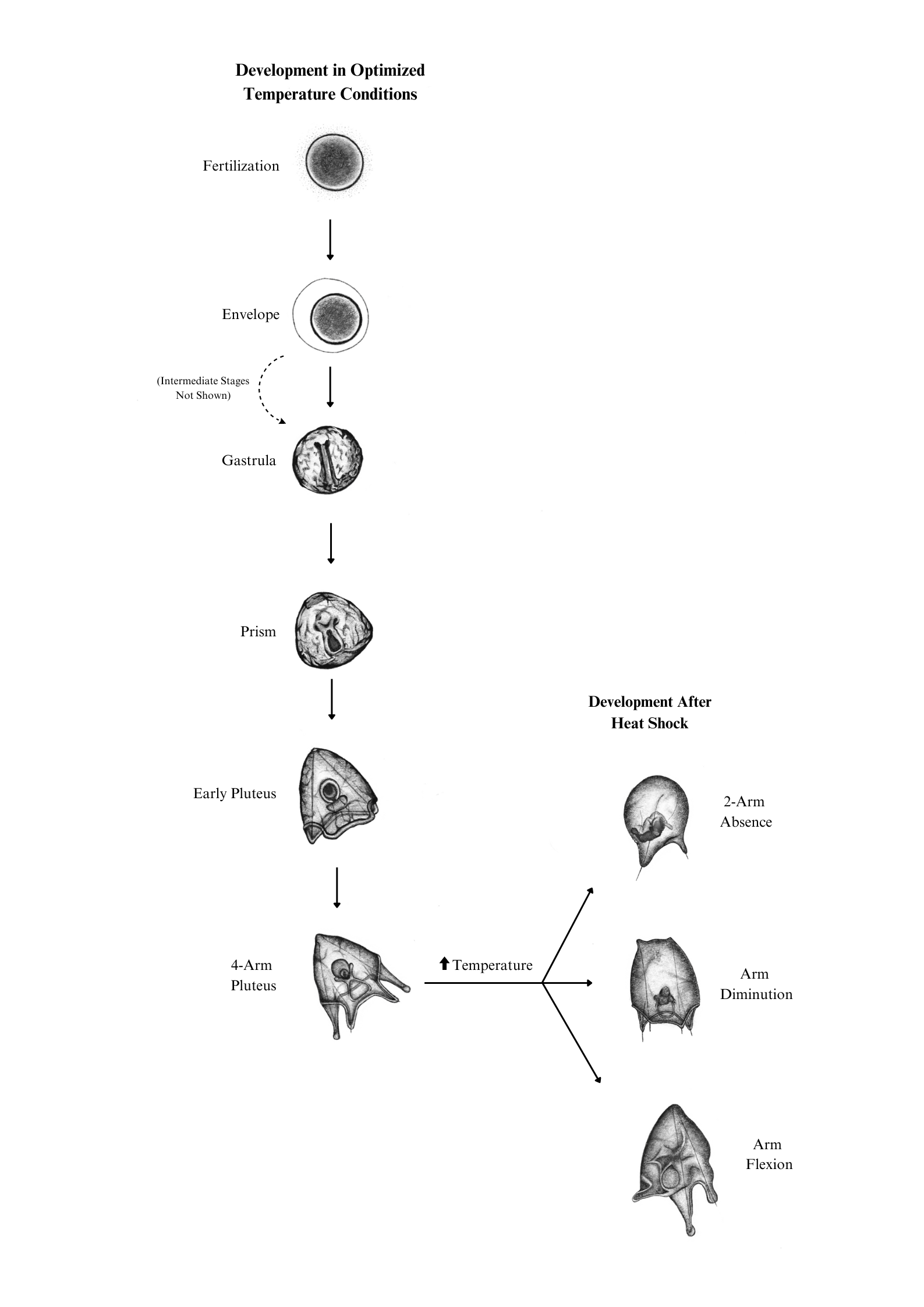 Diagram showing the development of sea urchin larvae starting from fertilization and progressing through embryo stages to larval forms, with a focus on developmental changes after heat shock, such as 2-arm absence, arm diminution, and arm flexion.