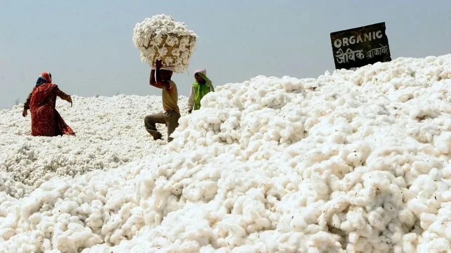 organiccotton-1.jpg copy.jpg