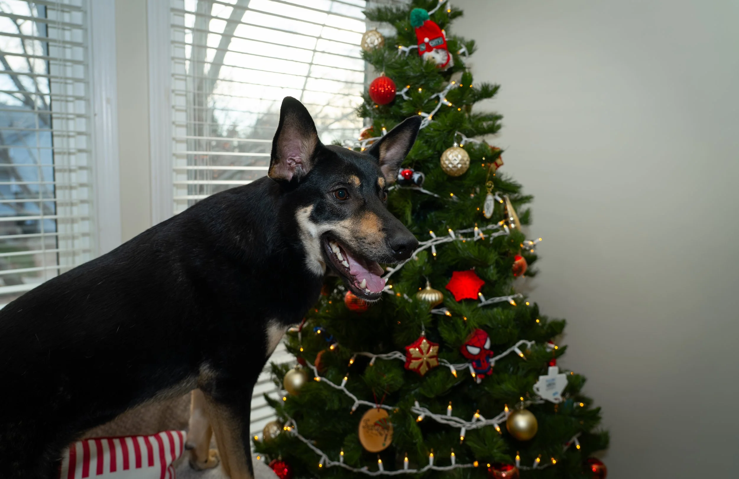 20251122_Bren Fernando Silva Family-01128.jpg