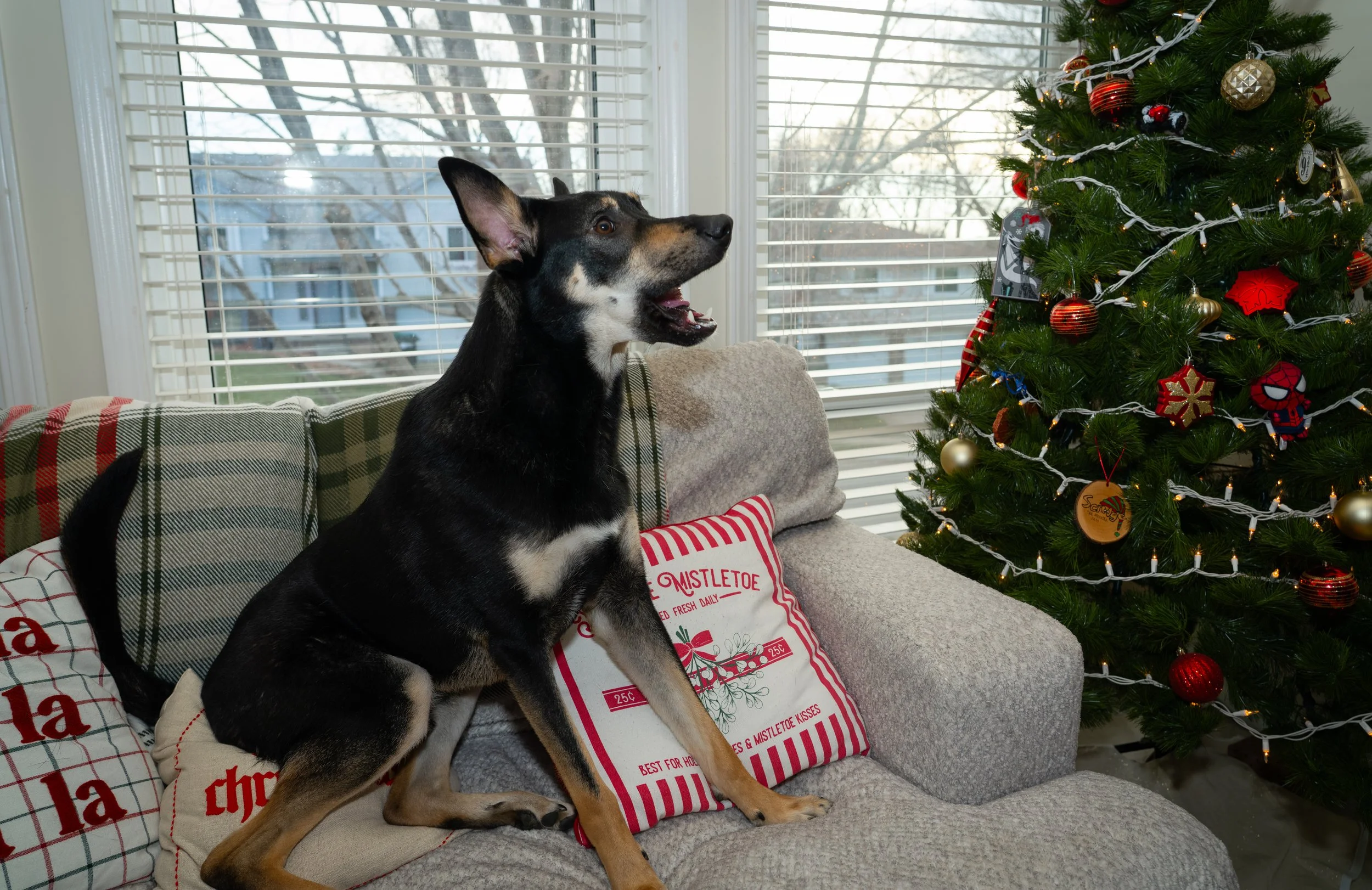 20251122_Bren Fernando Silva Family-01144.jpg