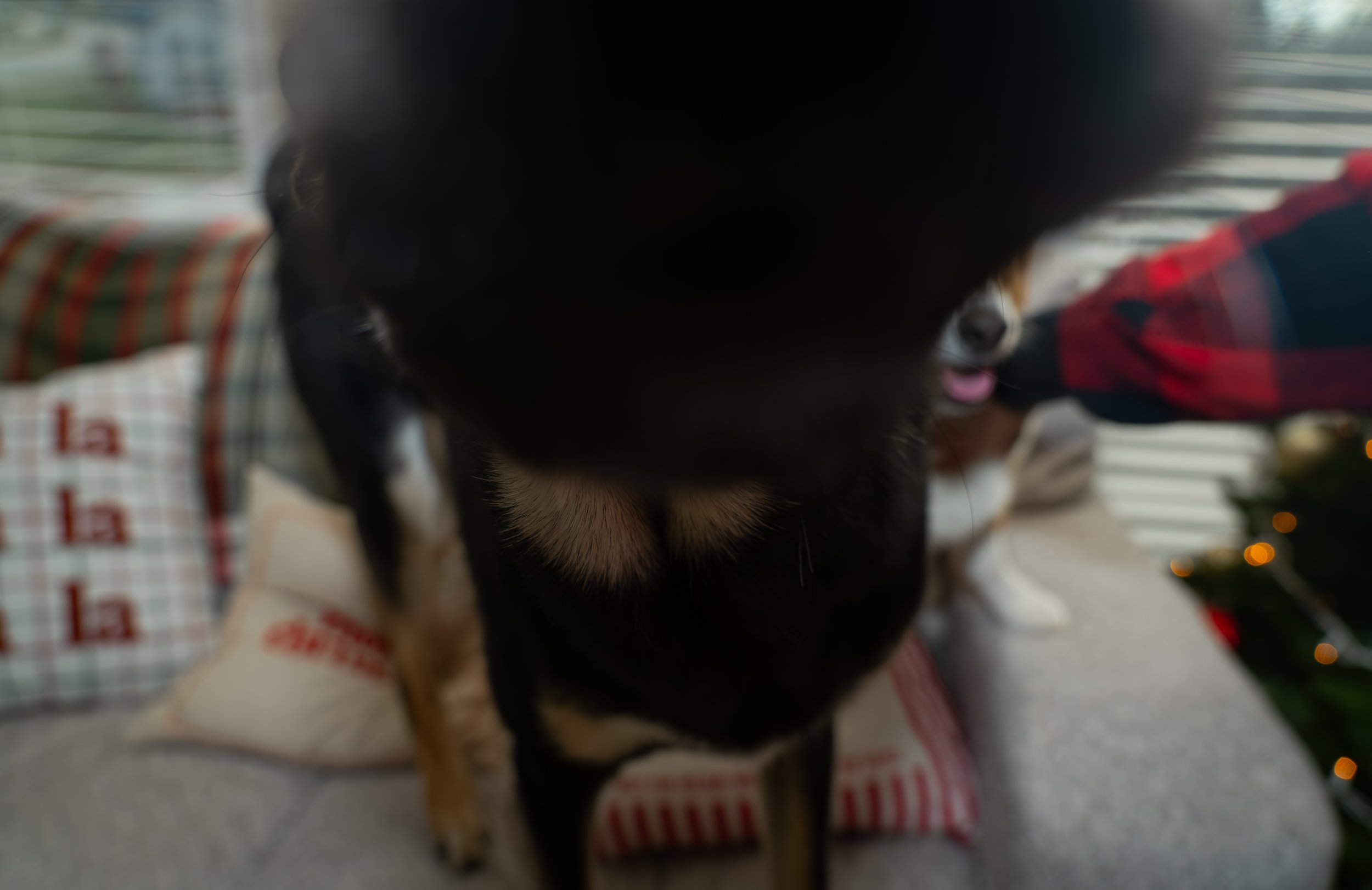 20251122_Bren Fernando Silva Family-01150.jpg