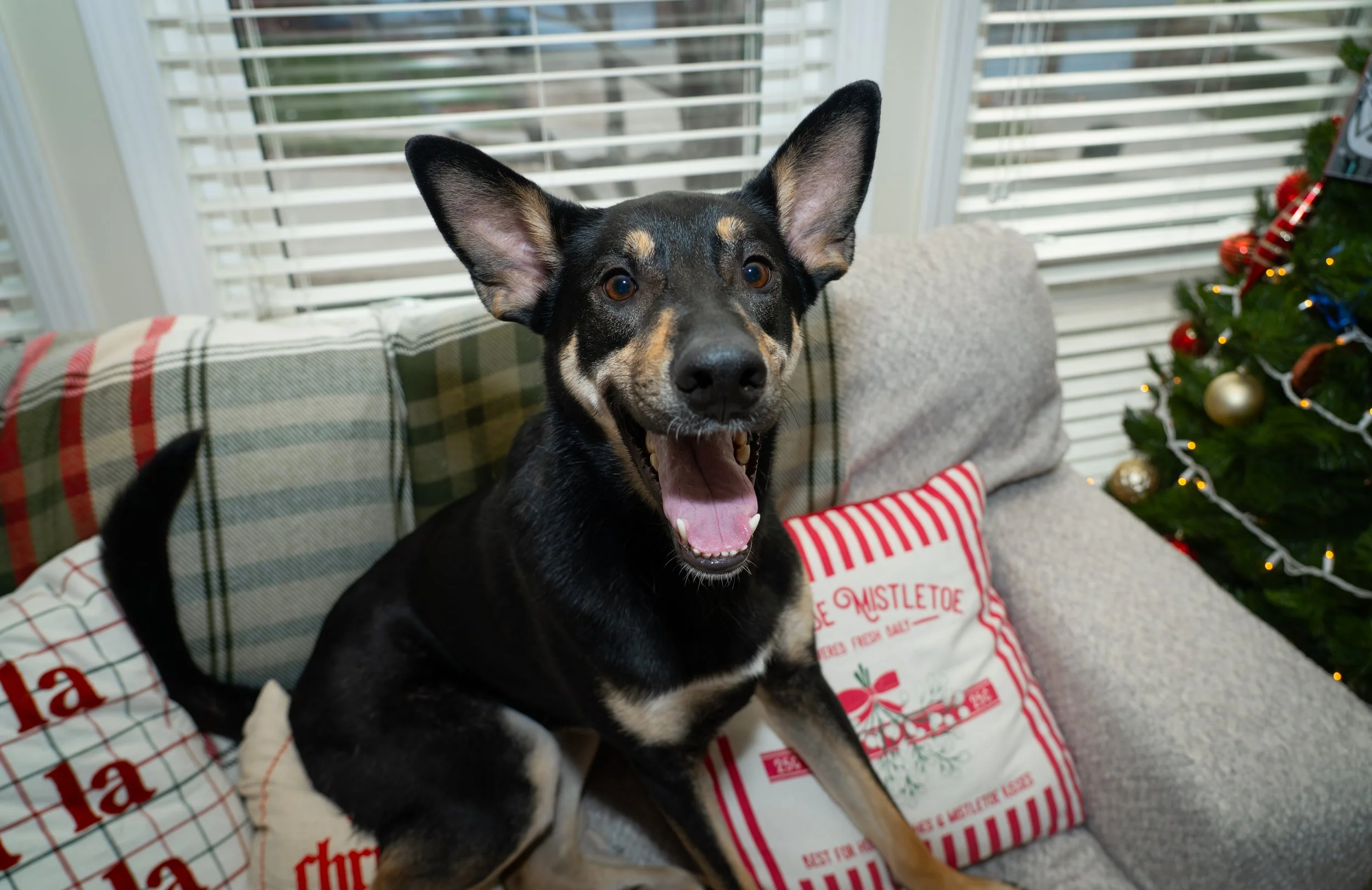 20251122_Bren Fernando Silva Family-01146.jpg