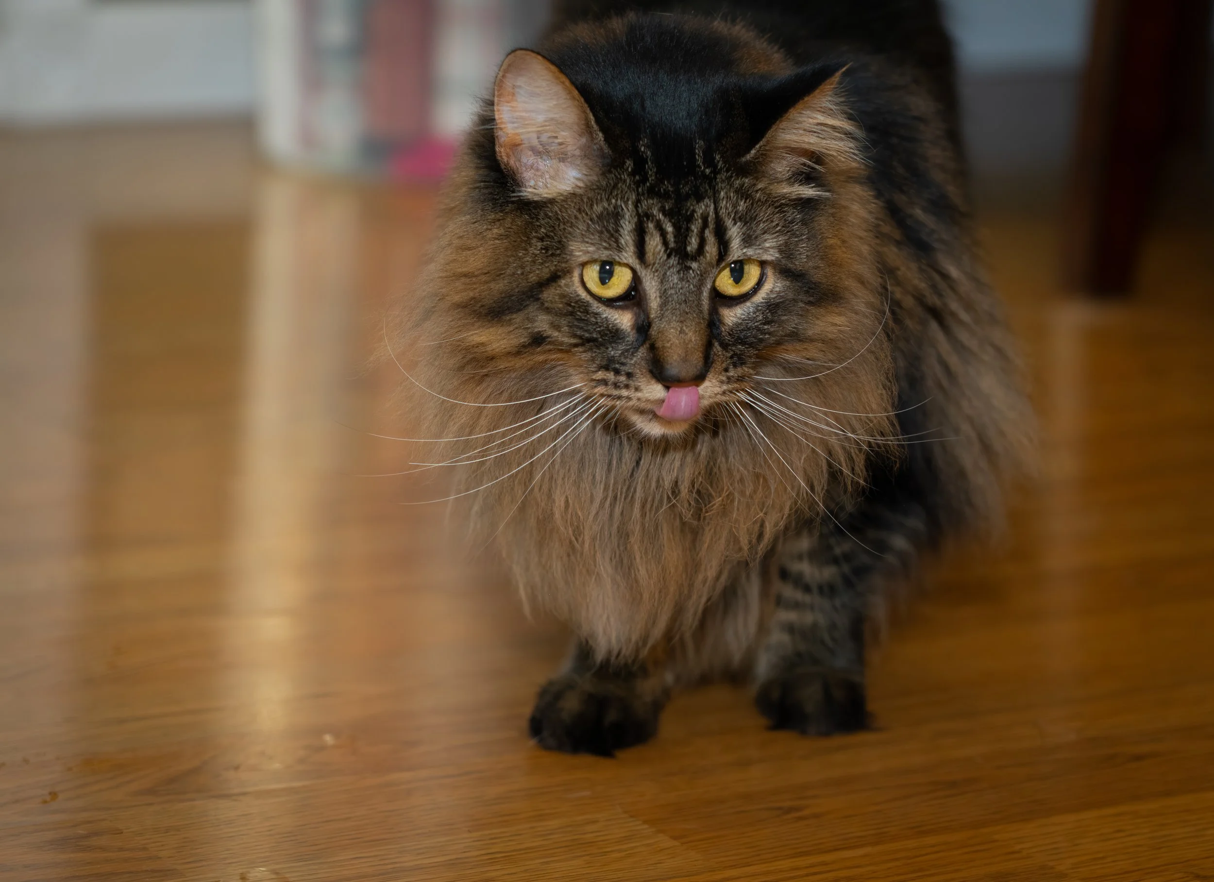 20251122_Bren Fernando Silva Family-01187.jpg