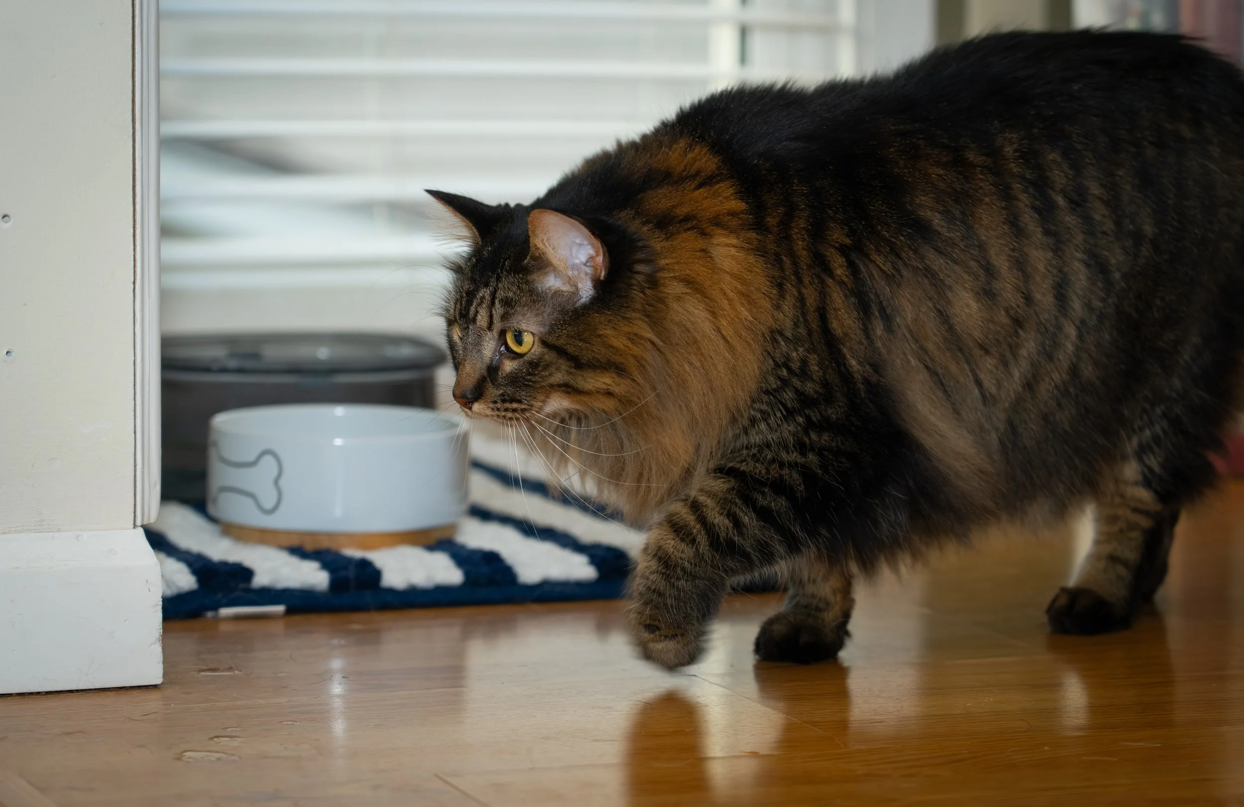 20251122_Bren Fernando Silva Family-01193.jpg