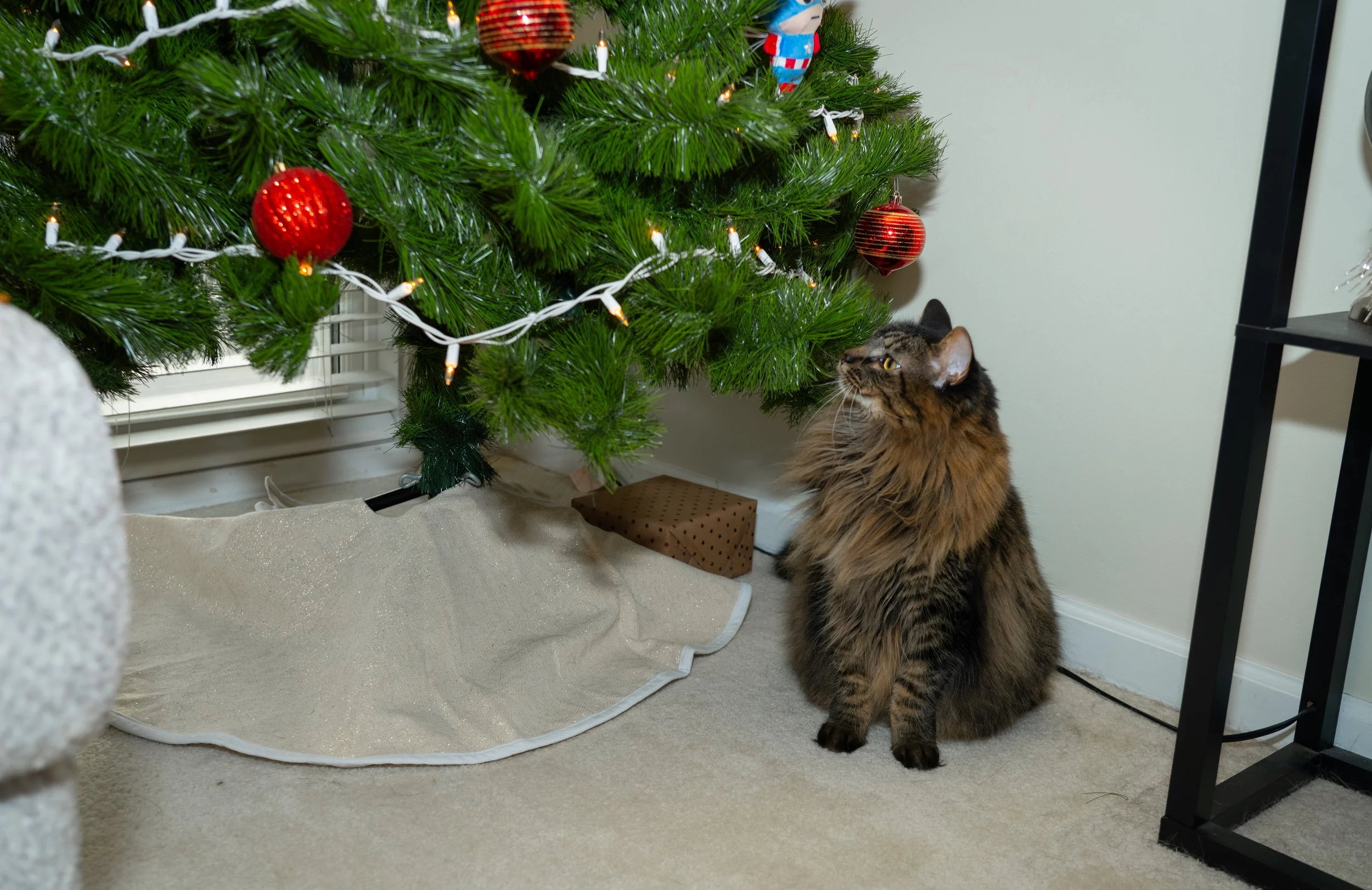 20251122_Bren Fernando Silva Family-01213.jpg