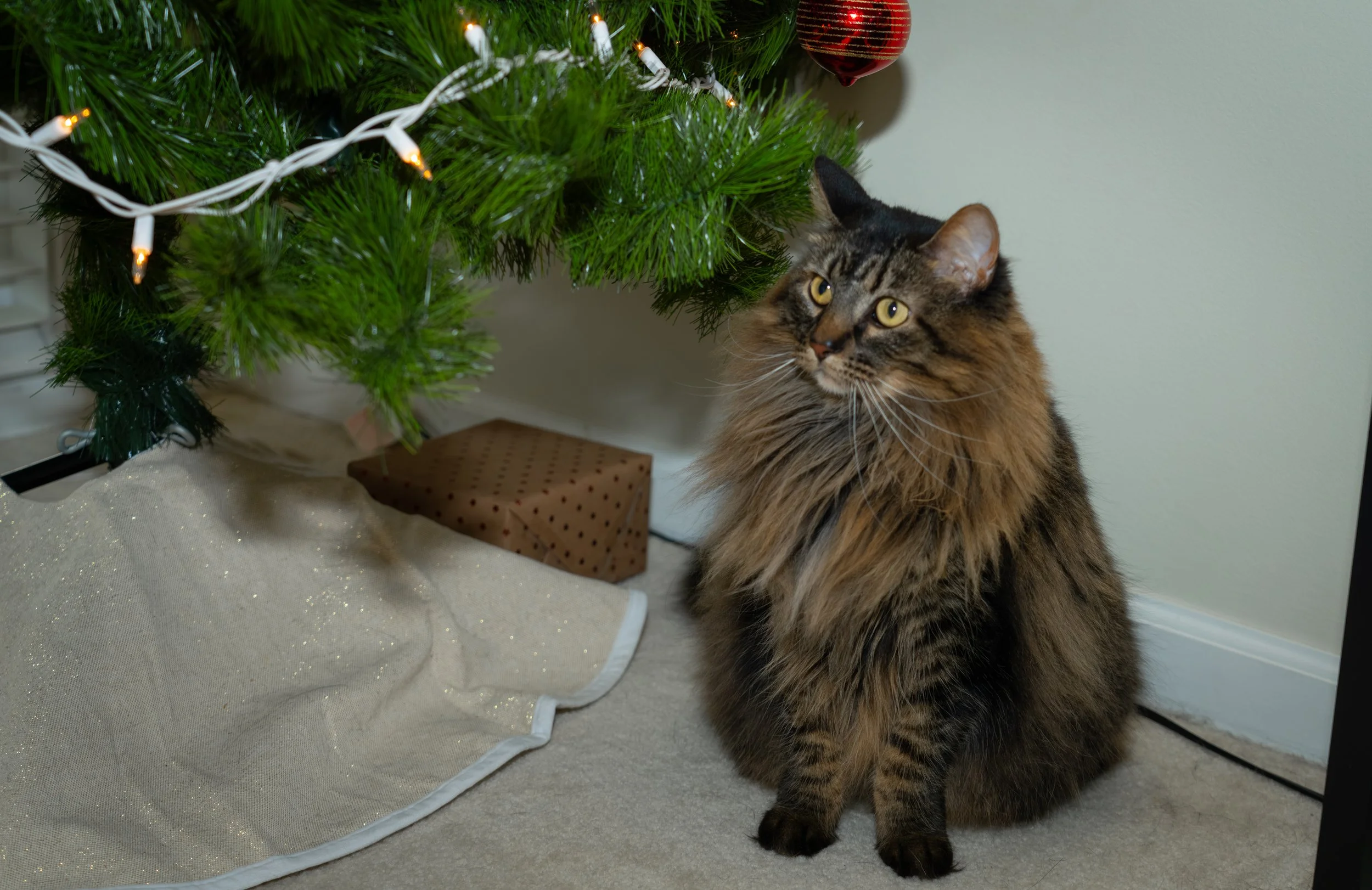 20251122_Bren Fernando Silva Family-01216.jpg