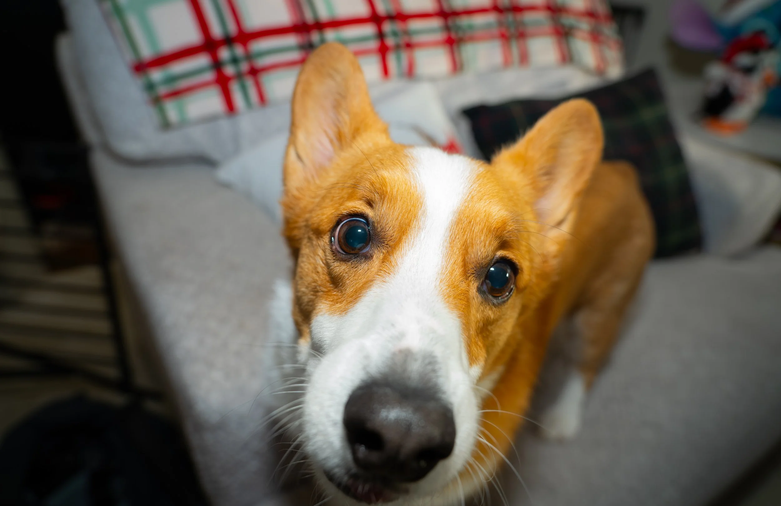 20251122_Bren Fernando Silva Family-01253.jpg