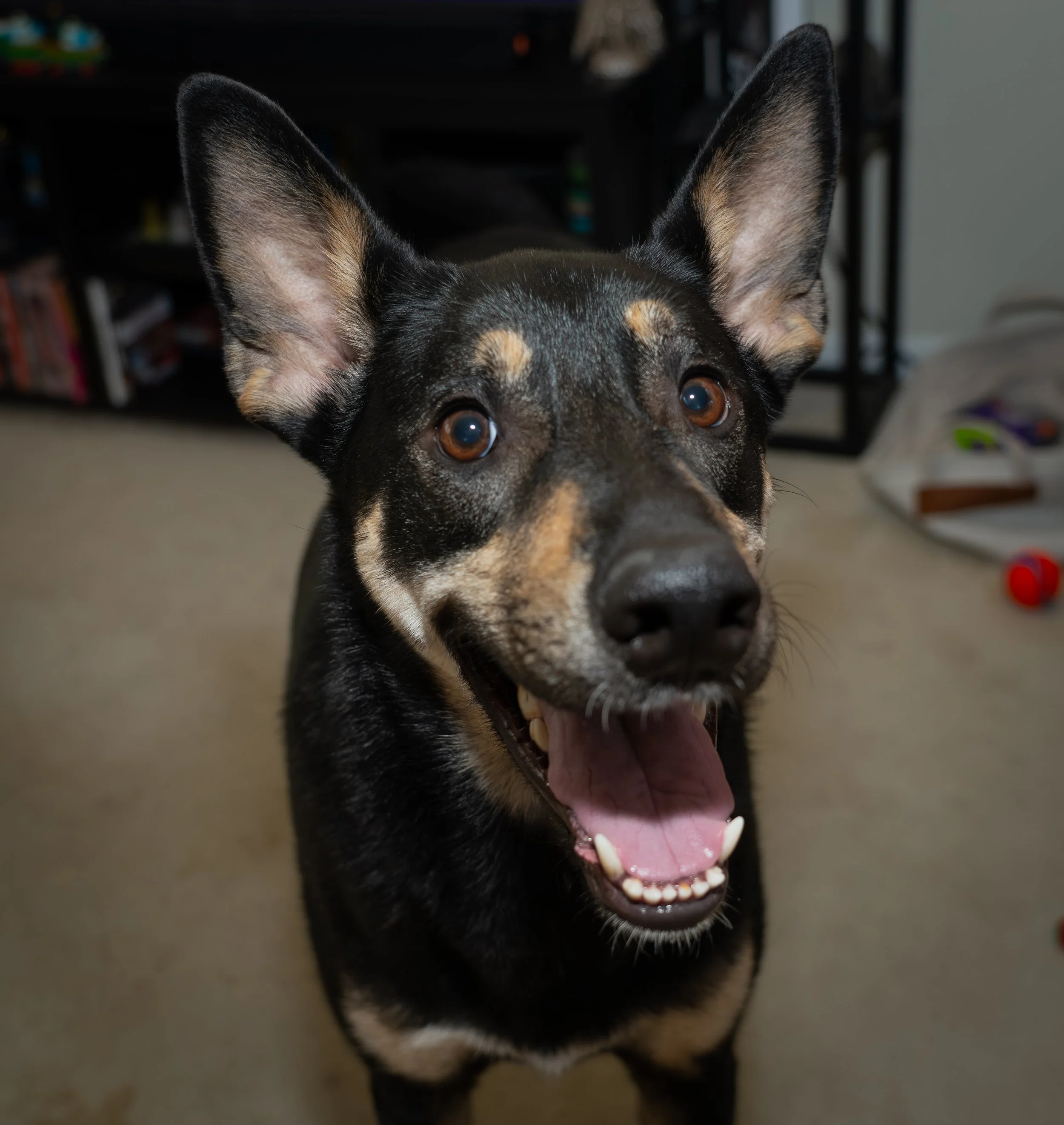 20251122_Bren Fernando Silva Family-01272.jpg