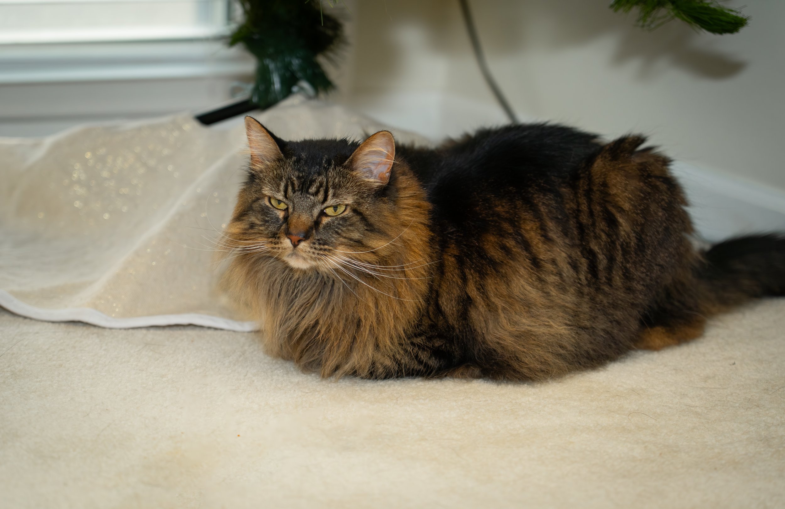 20251122_Bren Fernando Silva Family-01400.jpg