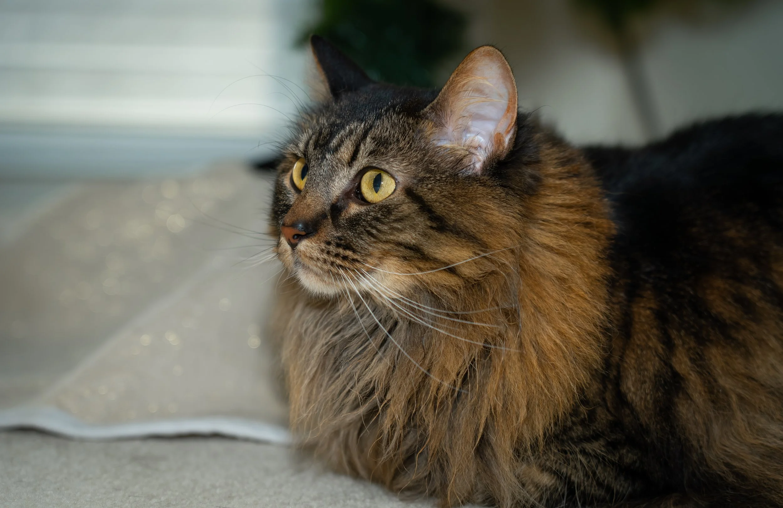 20251122_Bren Fernando Silva Family-01405.jpg