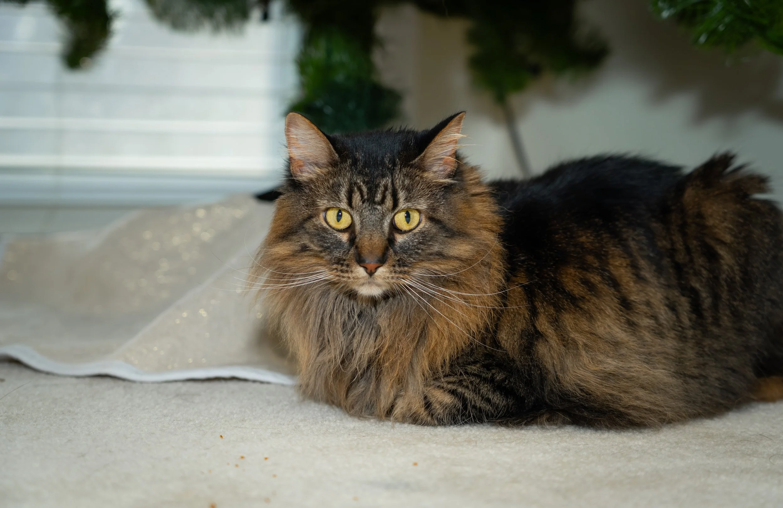 20251122_Bren Fernando Silva Family-01406.jpg