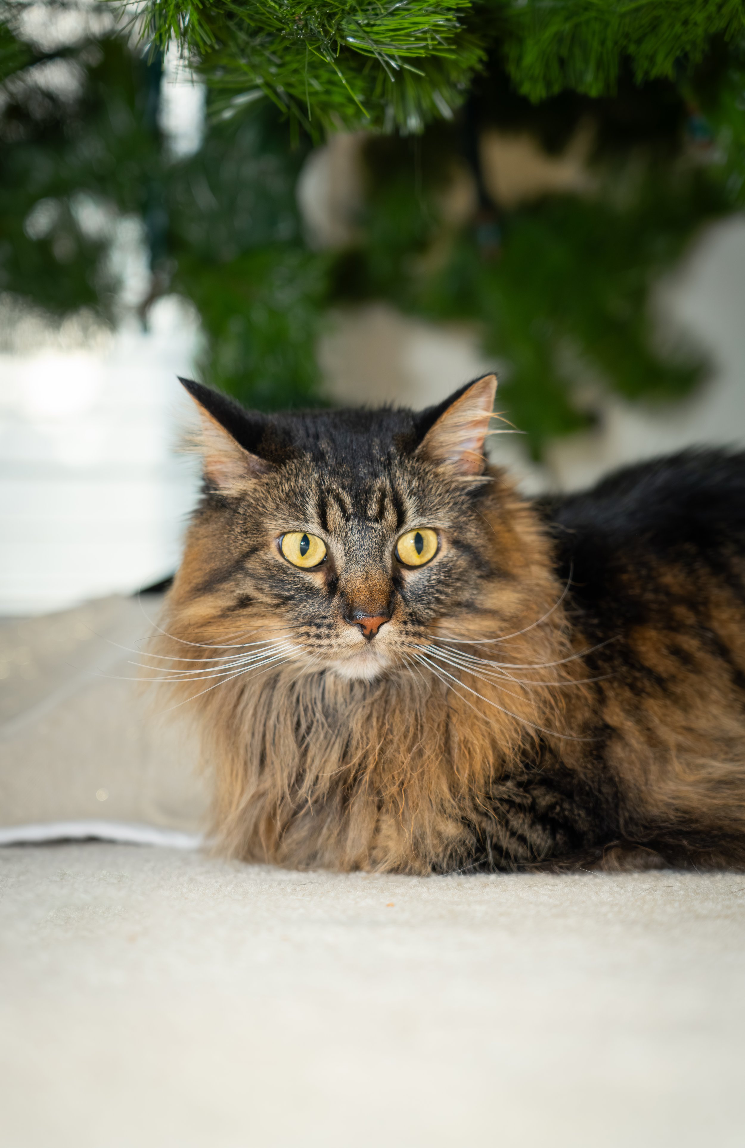 20251122_Bren Fernando Silva Family-01418.jpg