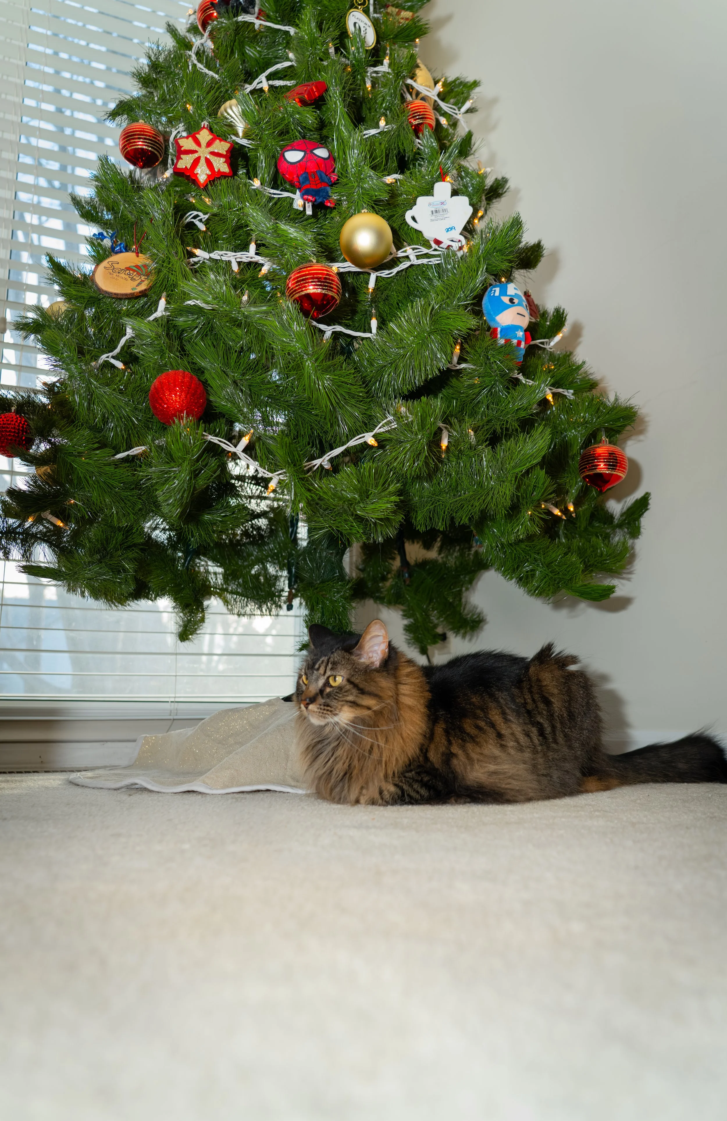 20251122_Bren Fernando Silva Family-01423.jpg