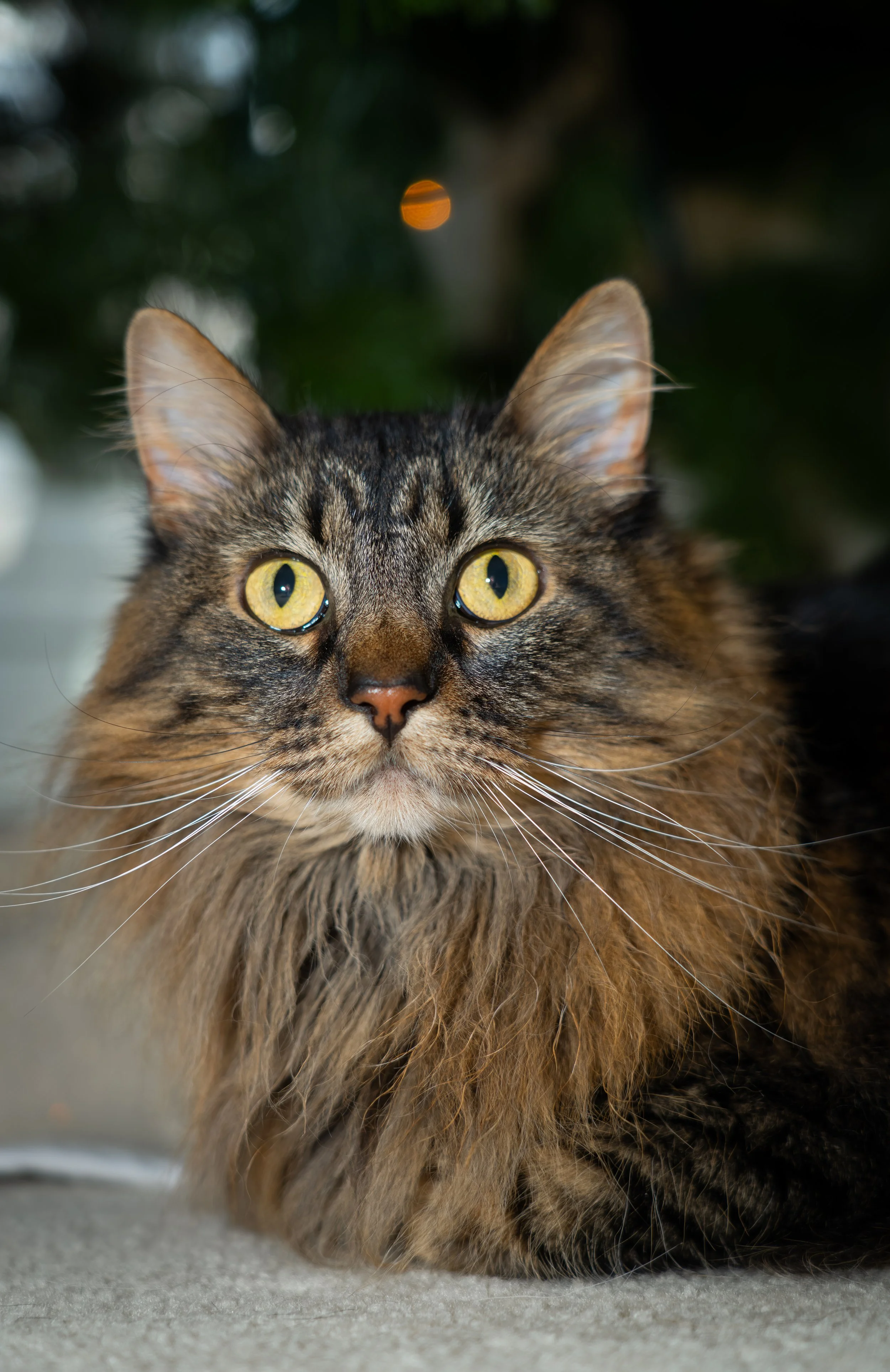 20251122_Bren Fernando Silva Family-01427.jpg