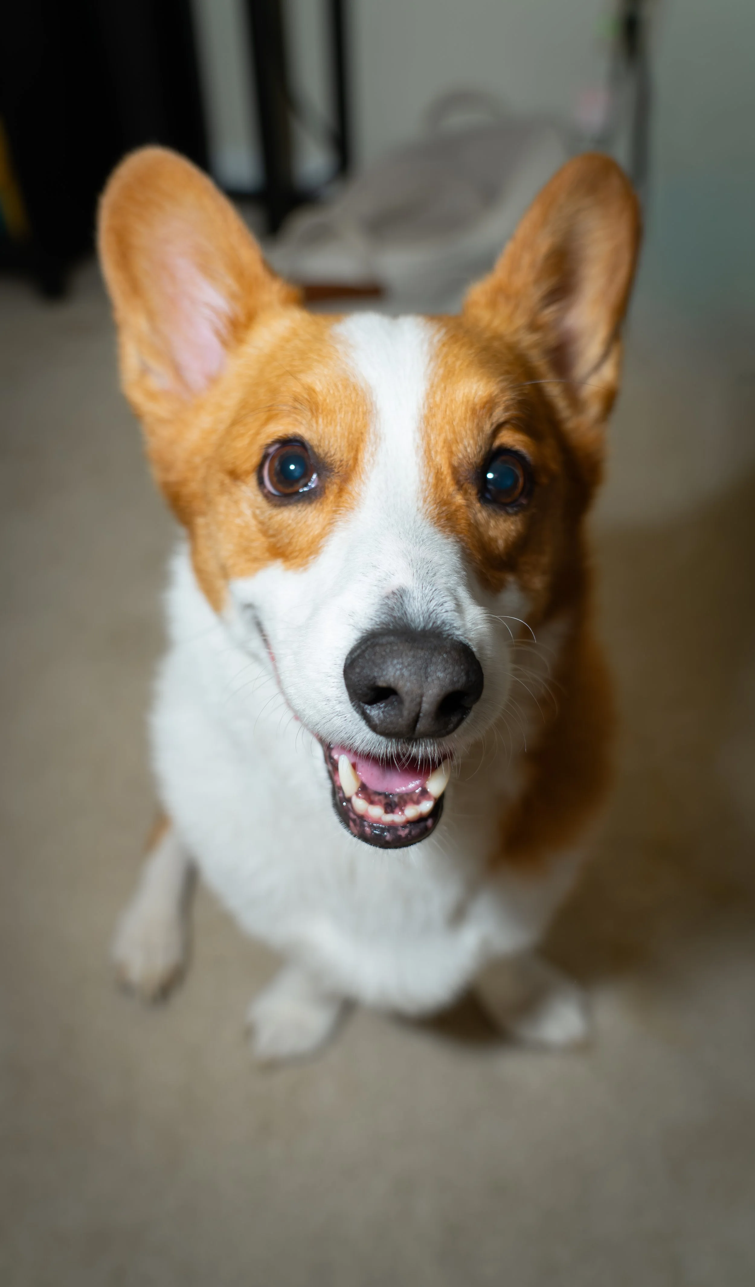 20251122_Bren Fernando Silva Family-01438.jpg