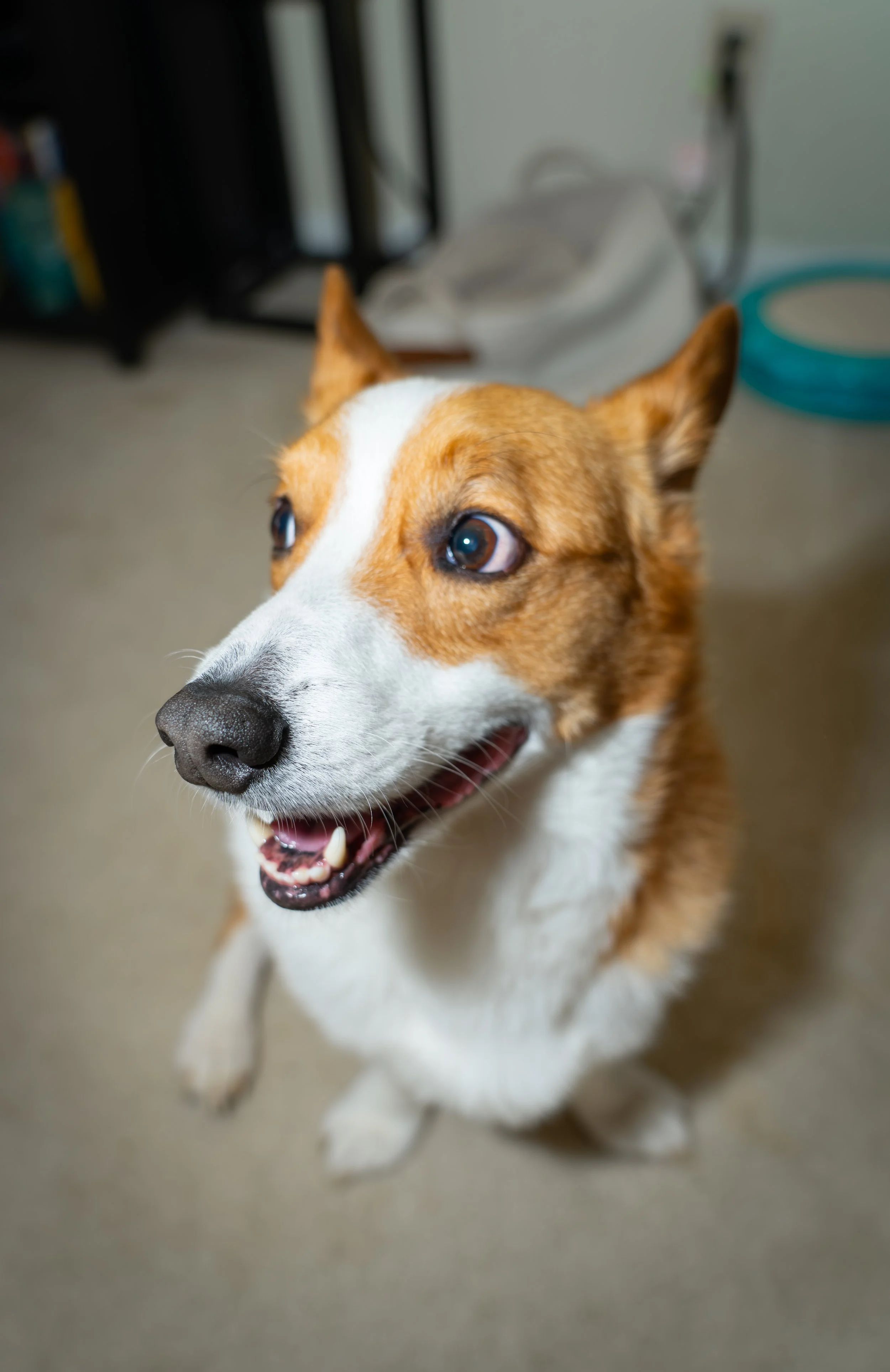 20251122_Bren Fernando Silva Family-01439.jpg