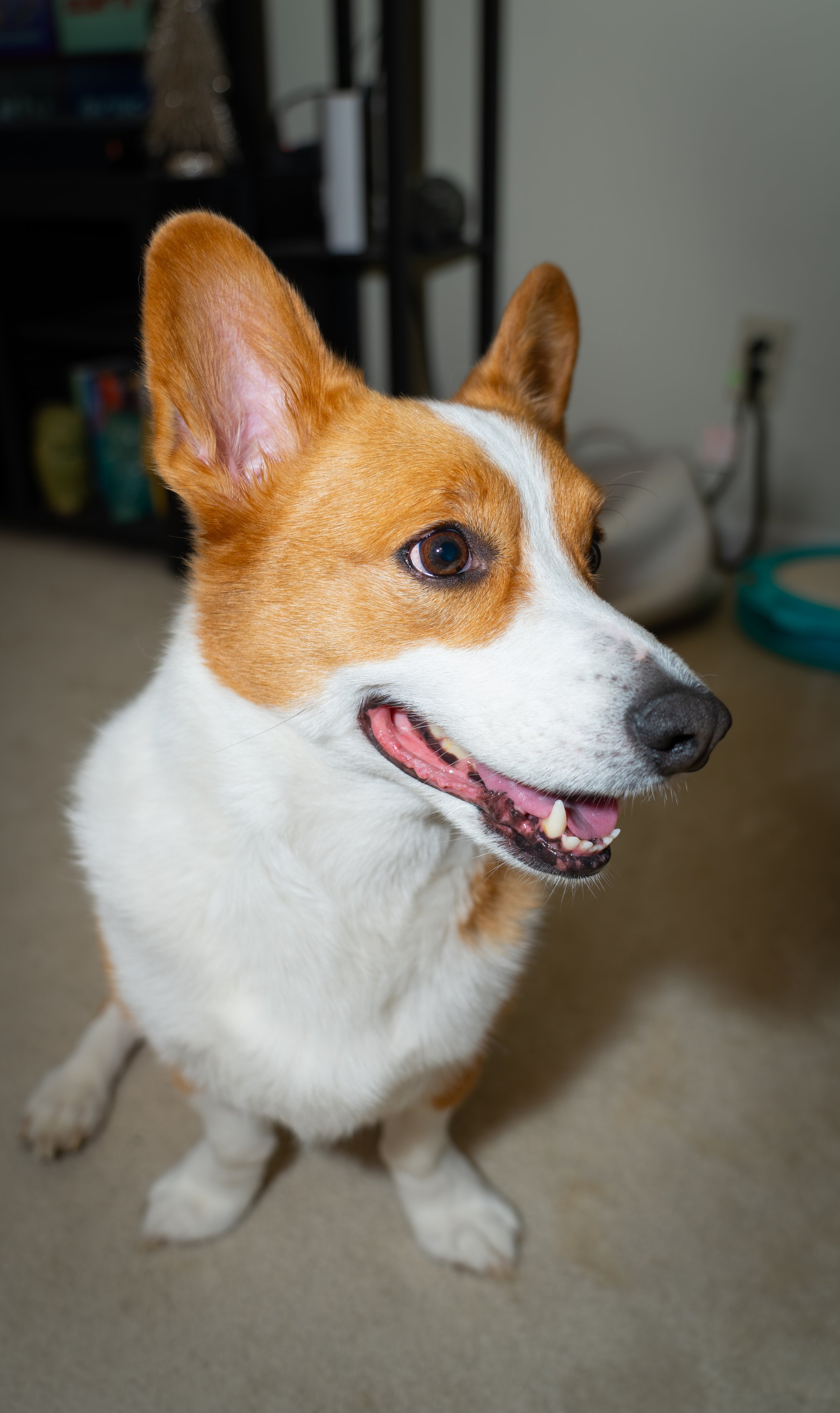 20251122_Bren Fernando Silva Family-01441.jpg