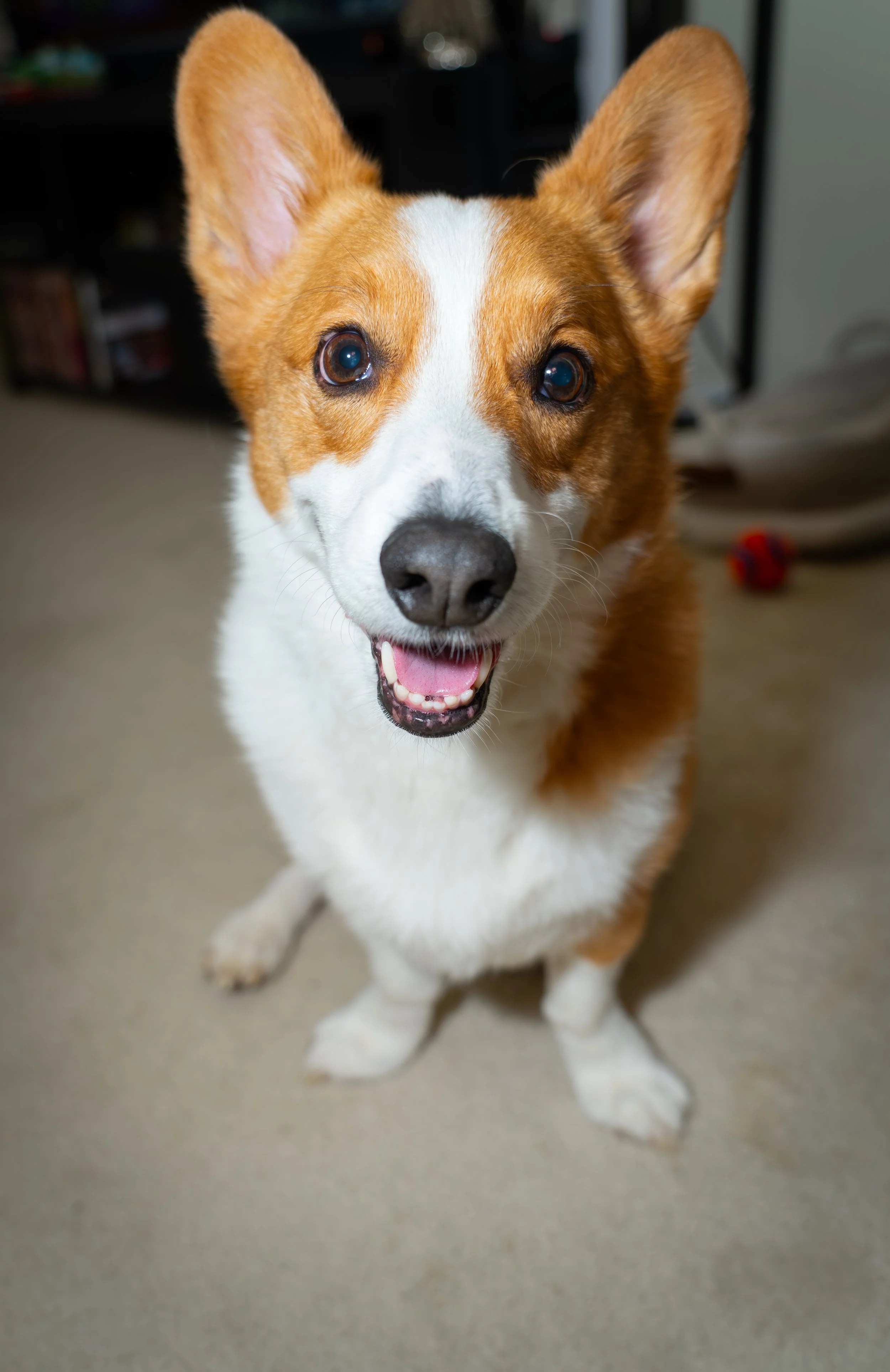 20251122_Bren Fernando Silva Family-01443.jpg