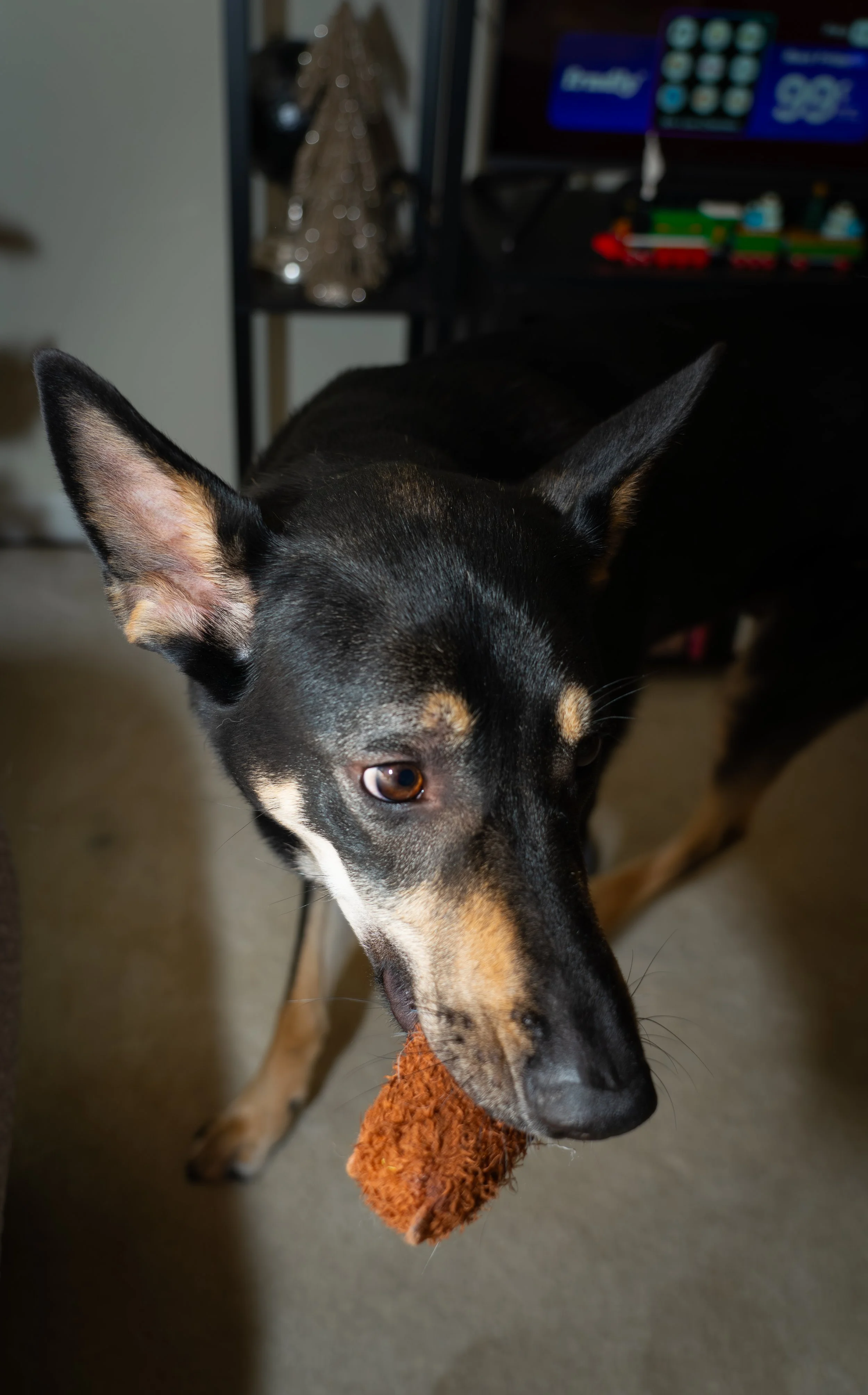 20251122_Bren Fernando Silva Family-01445.jpg