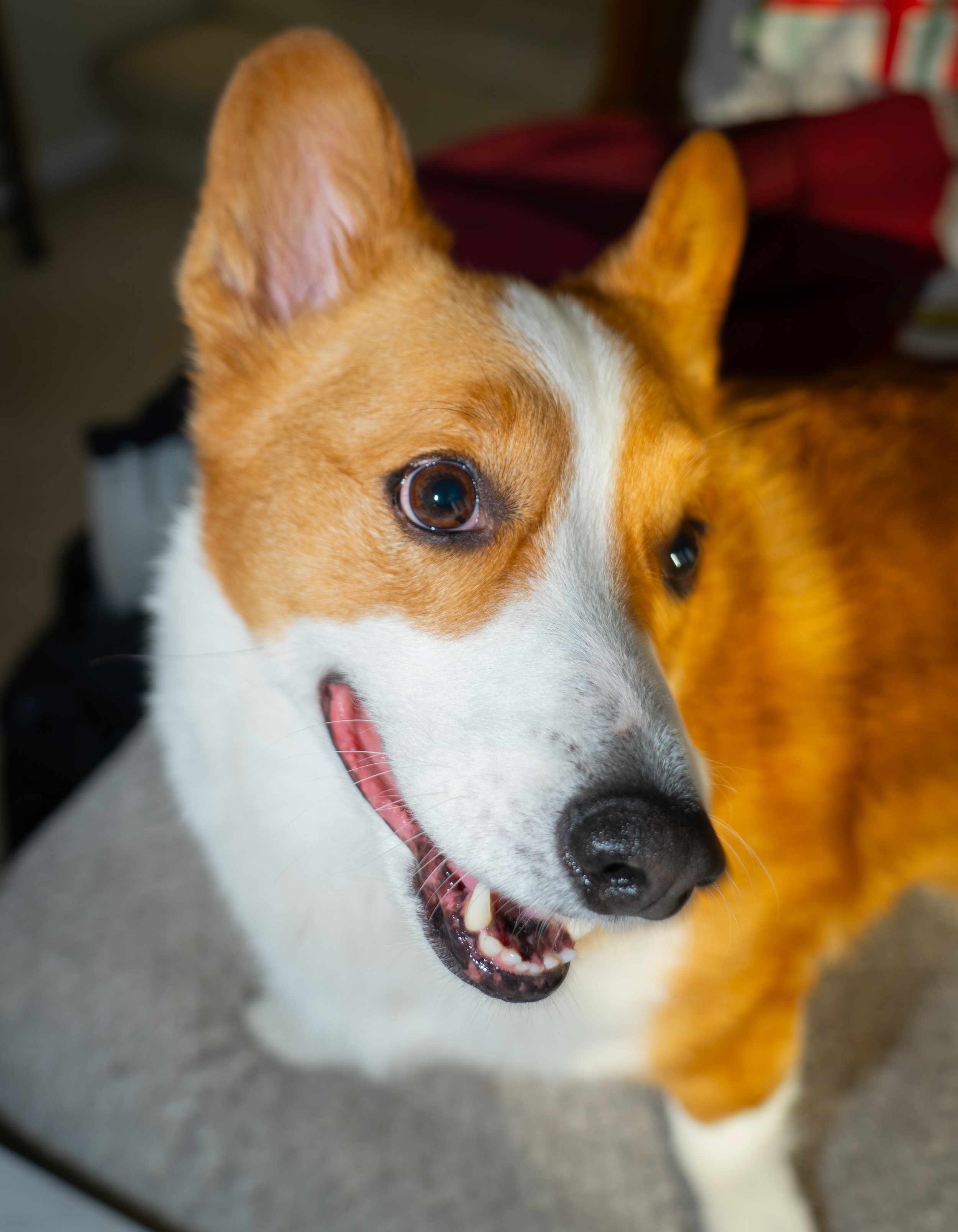 20251122_Bren Fernando Silva Family-01446.jpg