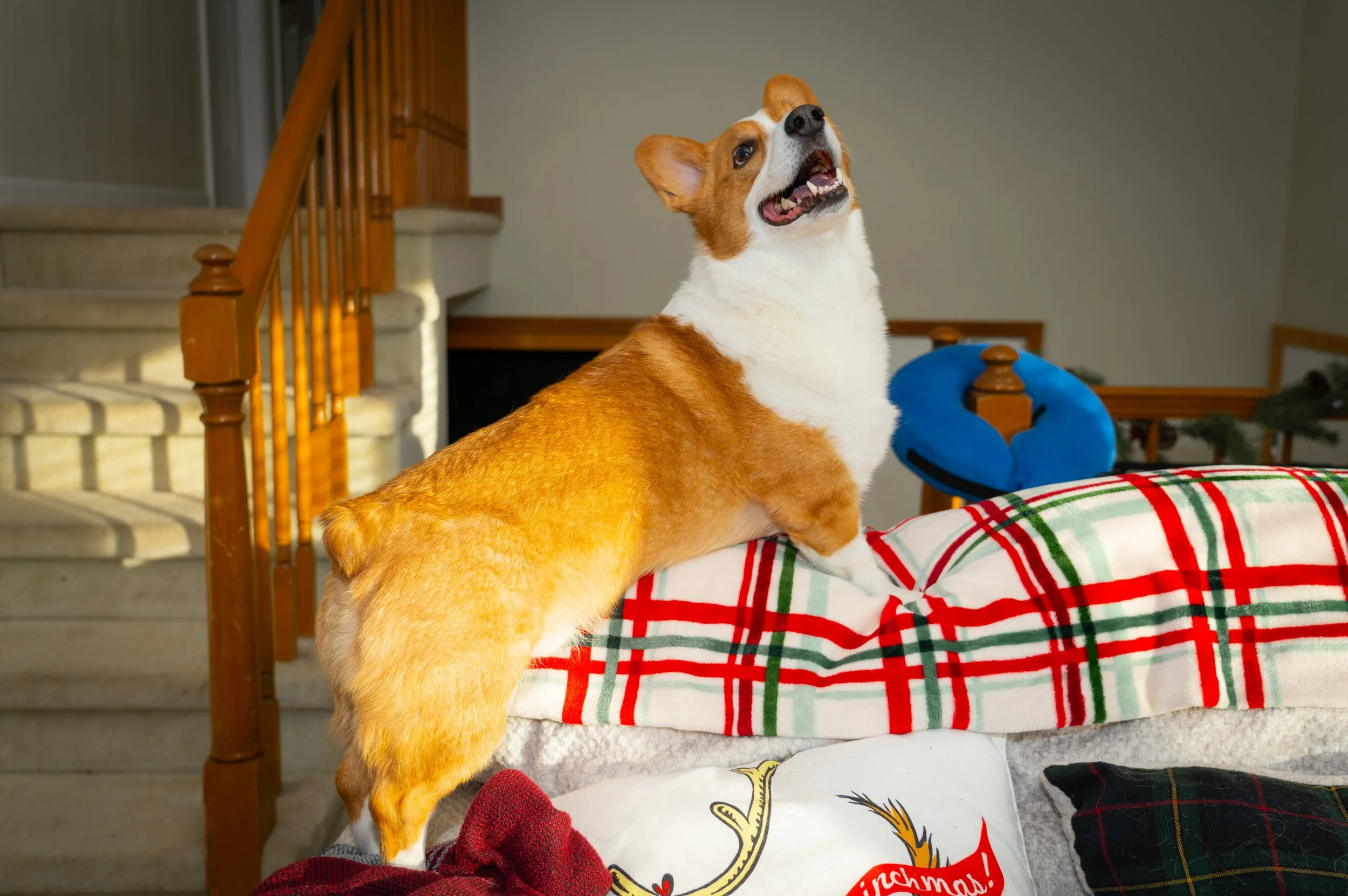 20251122_Bren Fernando Silva Family-01474.jpg