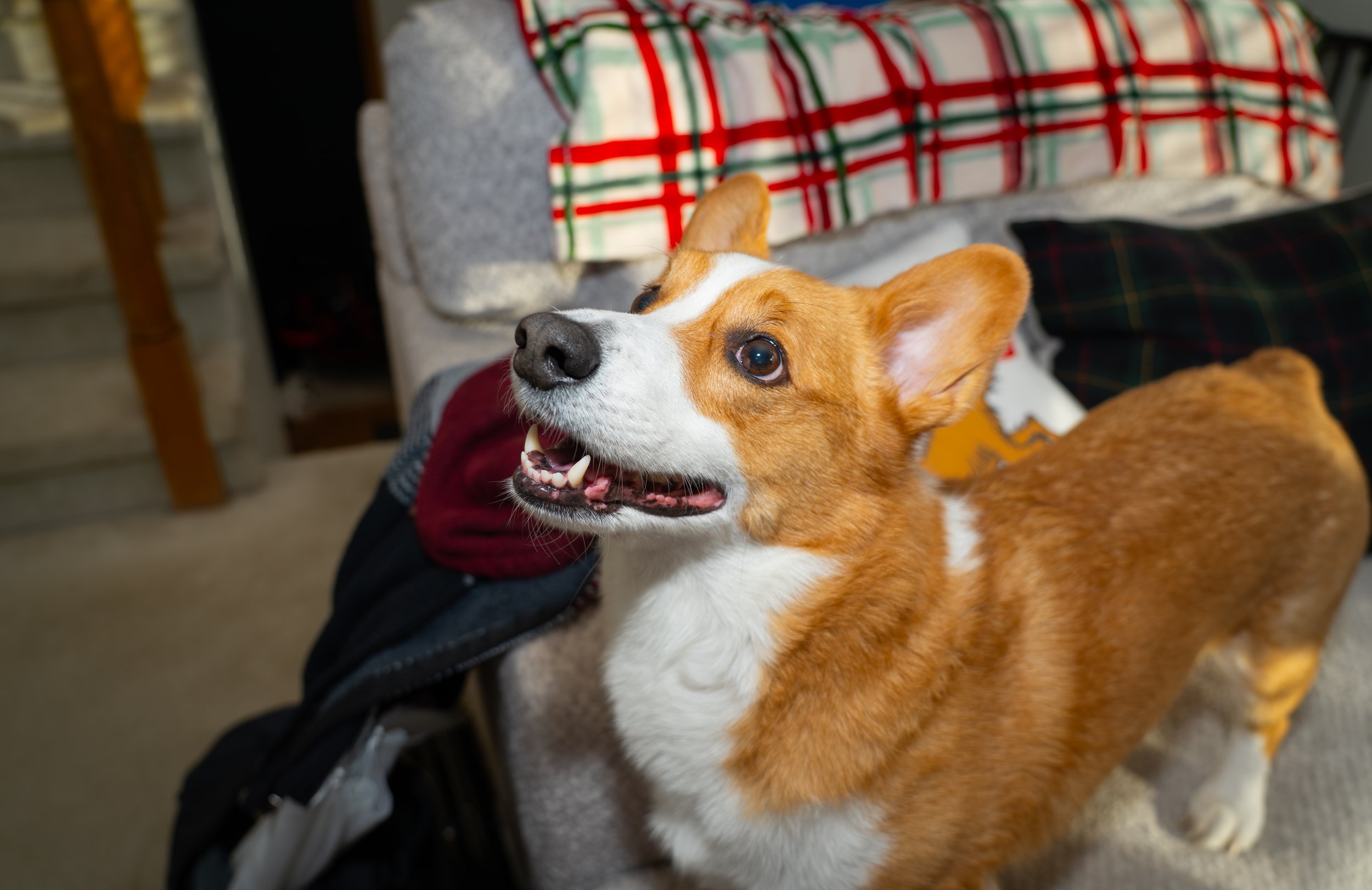 20251122_Bren Fernando Silva Family-01483.jpg