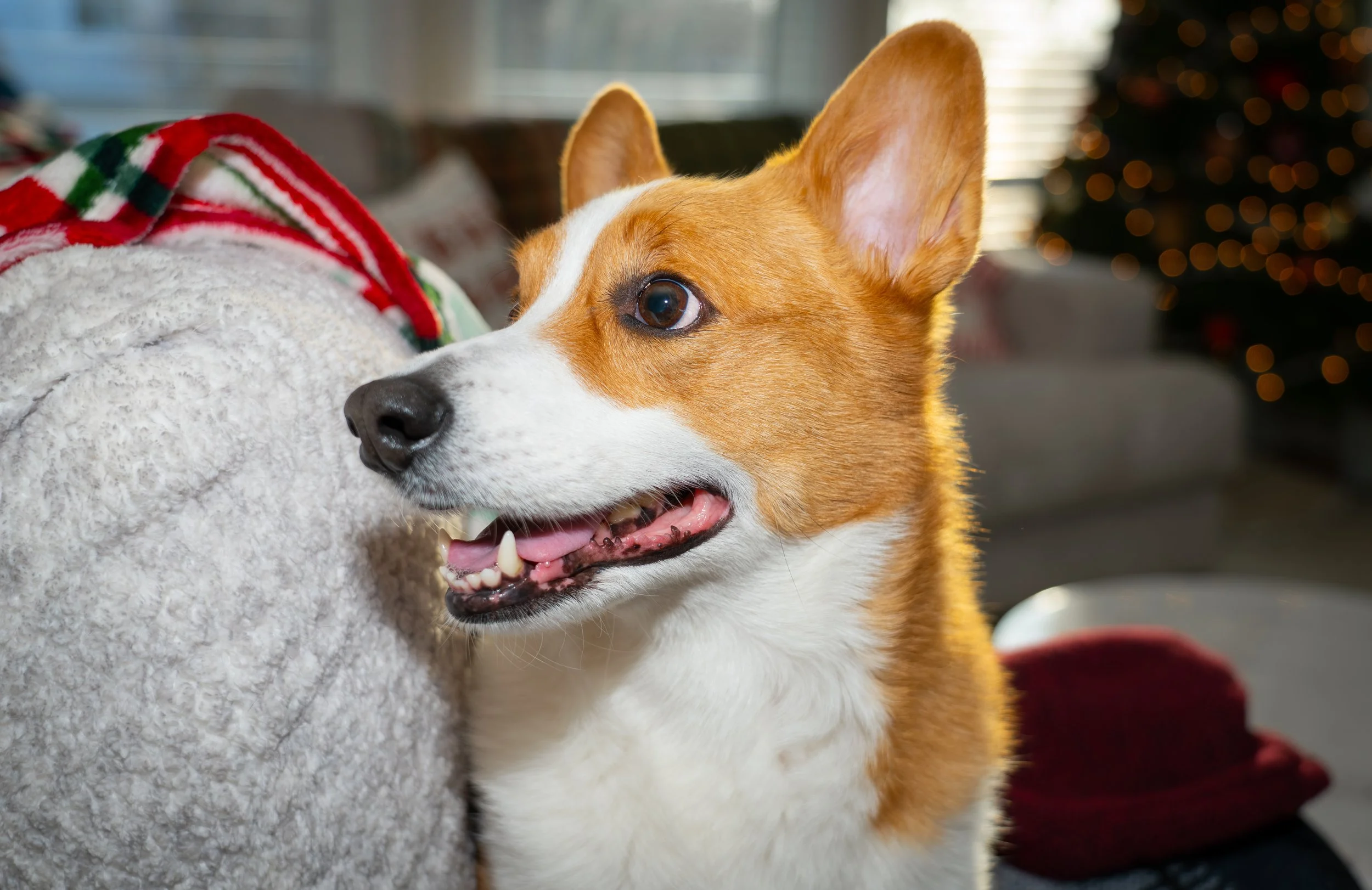 20251122_Bren Fernando Silva Family-01502.jpg