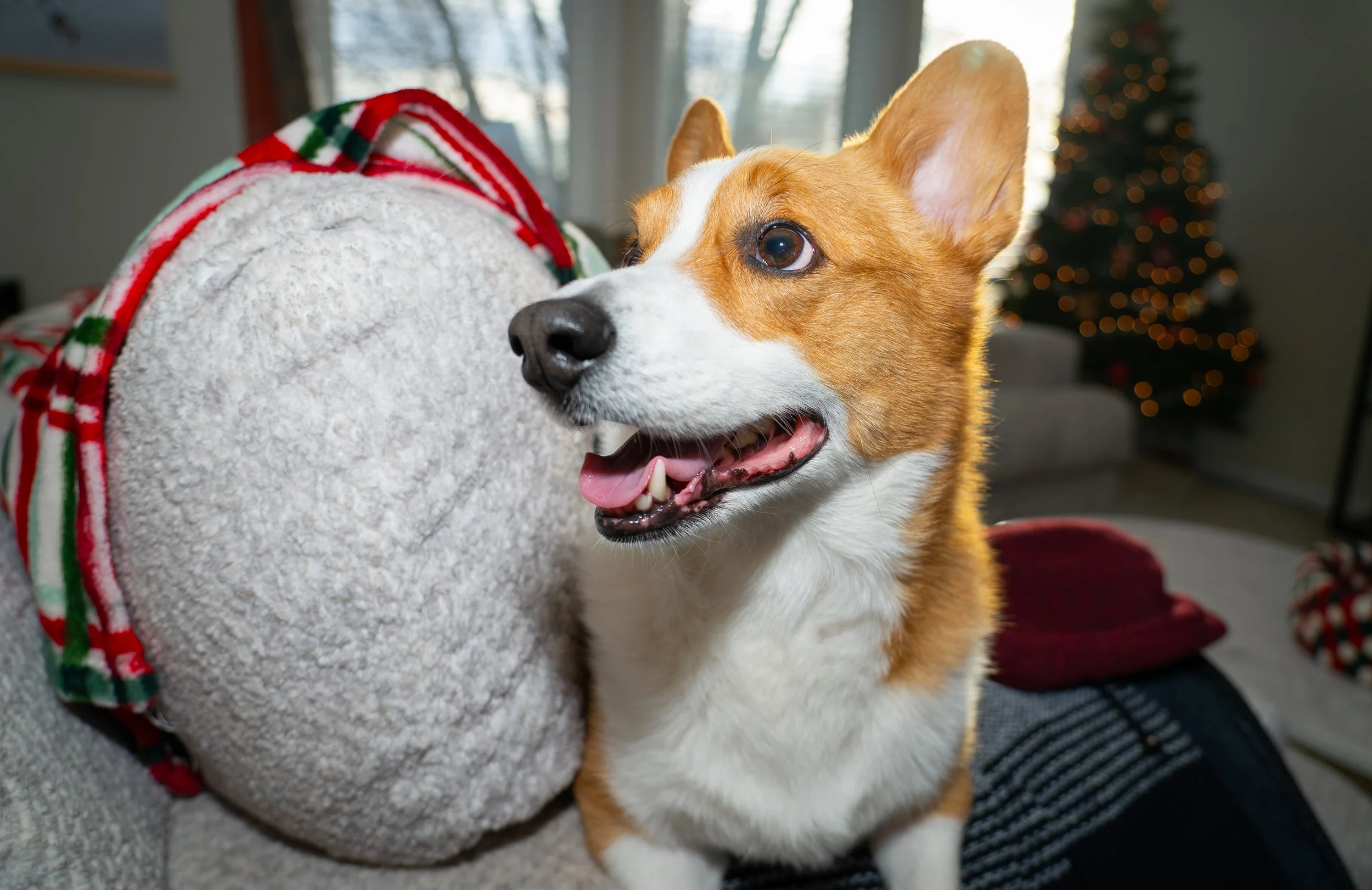 20251122_Bren Fernando Silva Family-01515.jpg