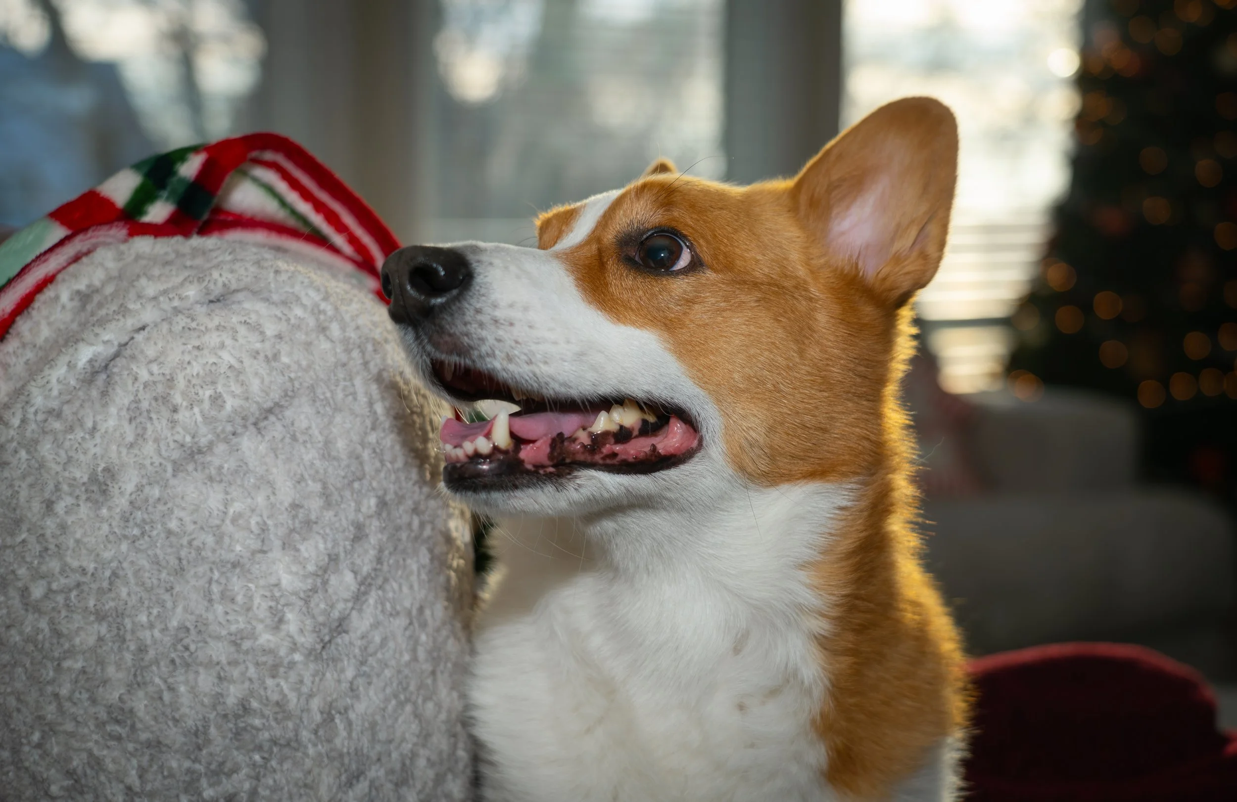 20251122_Bren Fernando Silva Family-01519.jpg