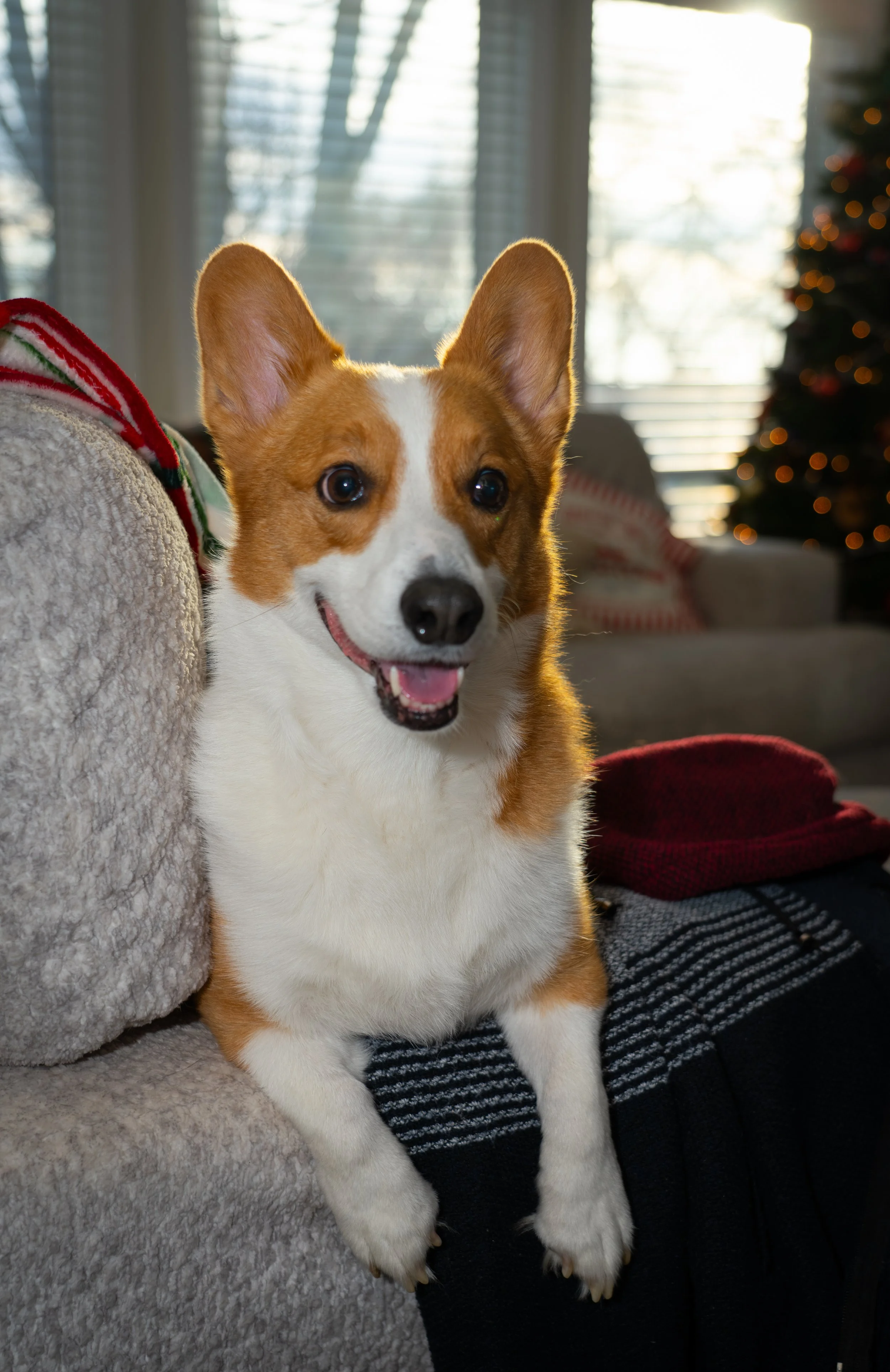 20251122_Bren Fernando Silva Family-01526.jpg