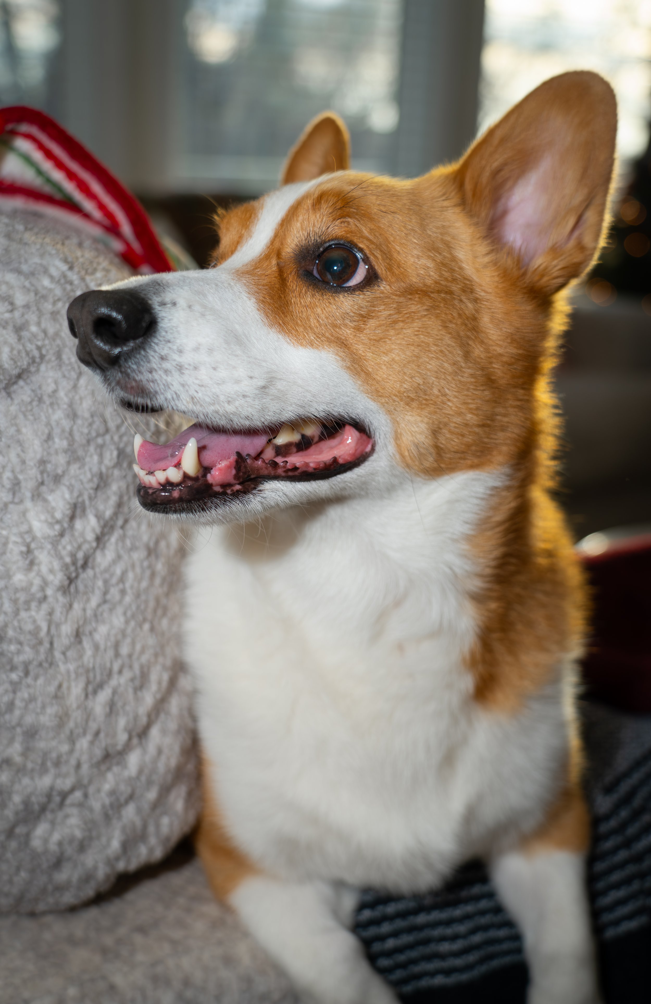 20251122_Bren Fernando Silva Family-01535.jpg