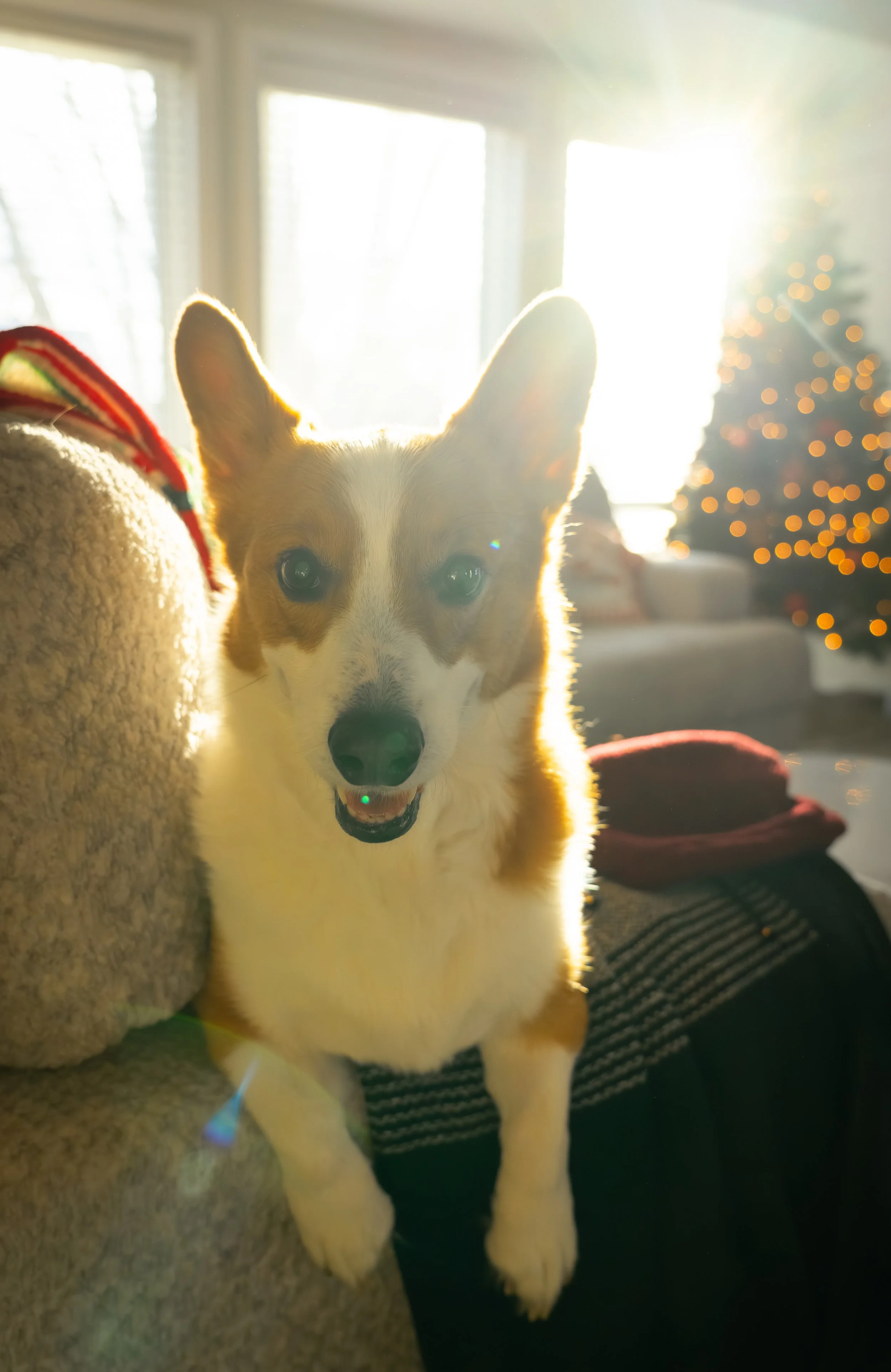 20251122_Bren Fernando Silva Family-01579.jpg