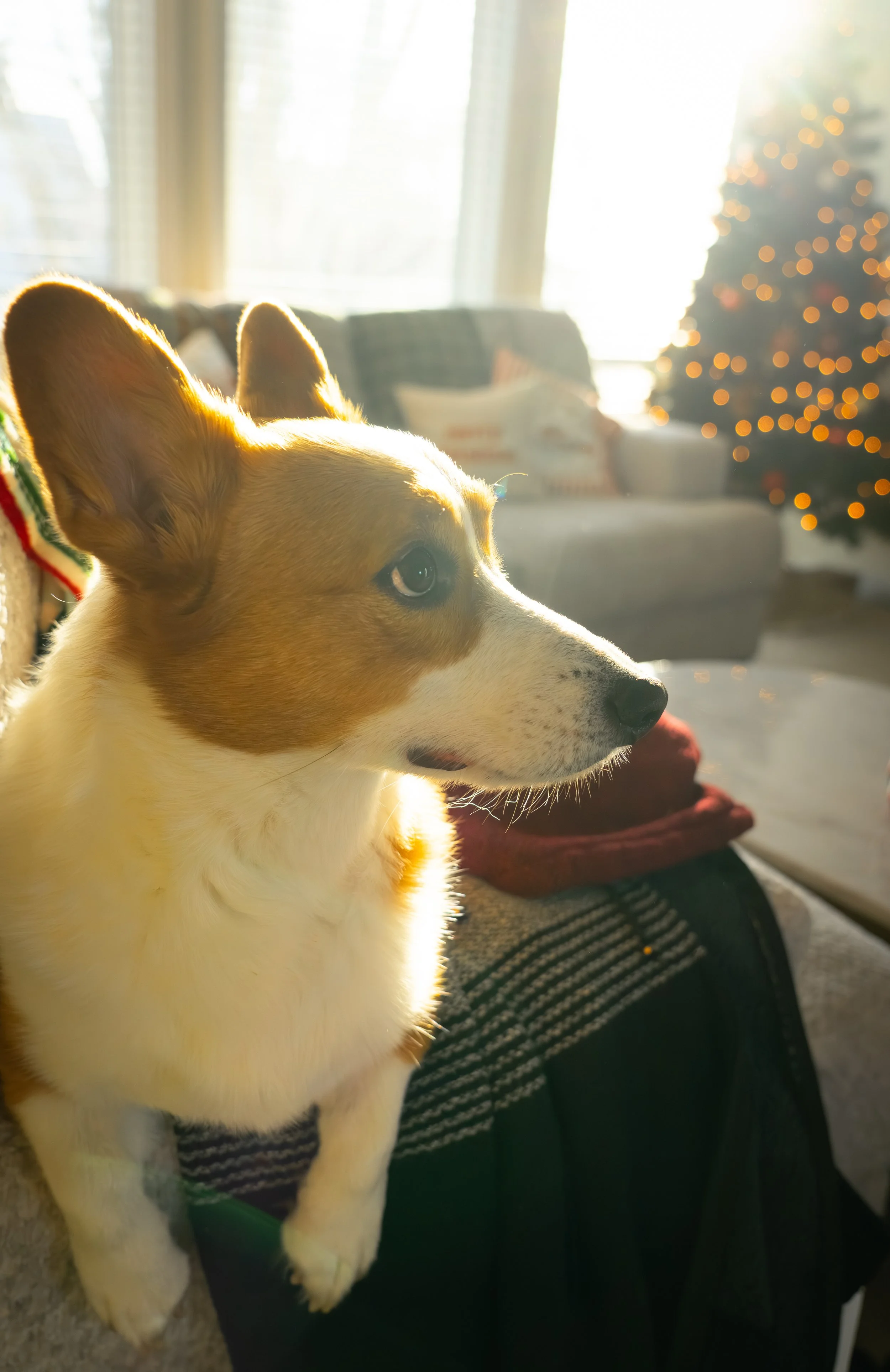 20251122_Bren Fernando Silva Family-01582.jpg