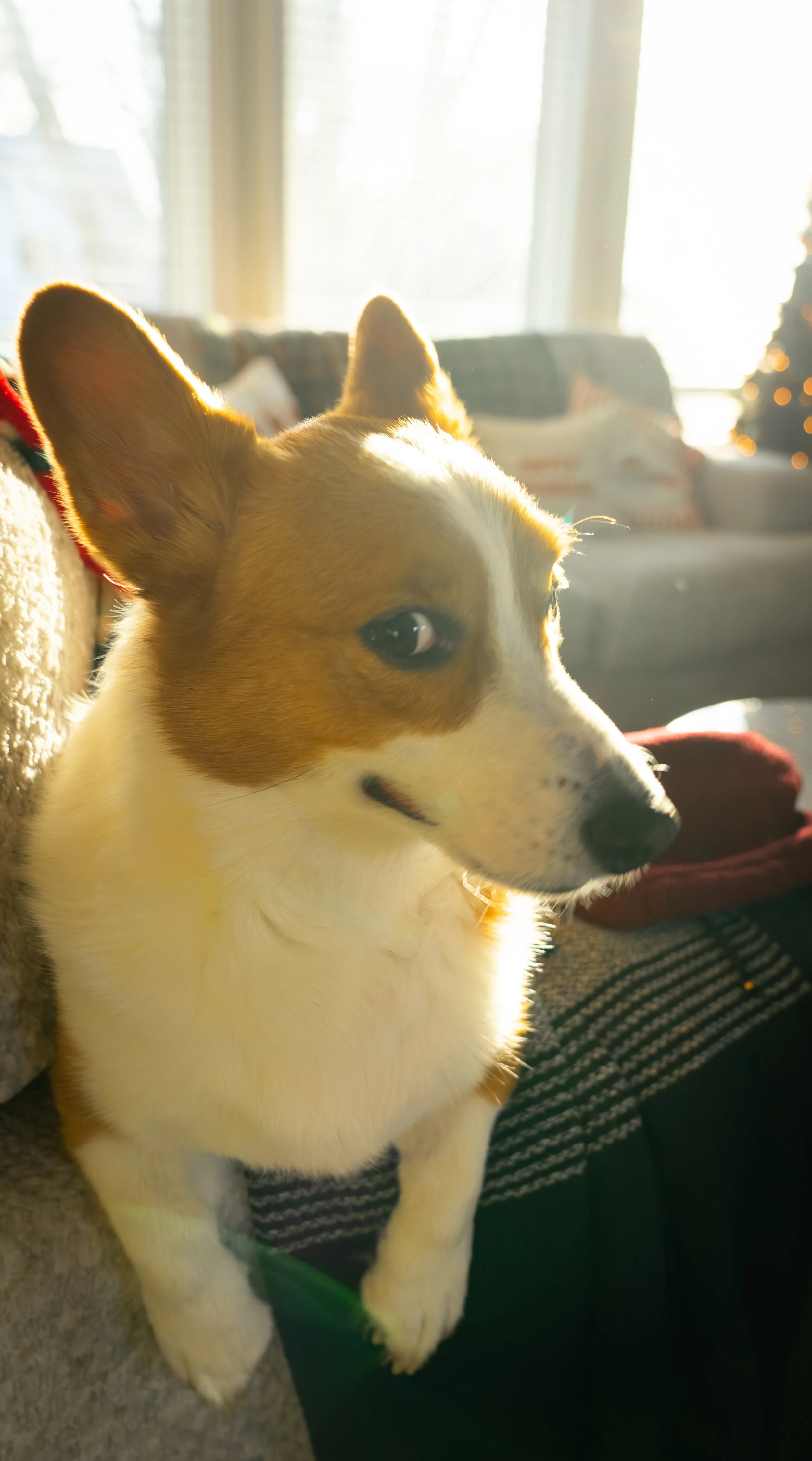 20251122_Bren Fernando Silva Family-01583.jpg