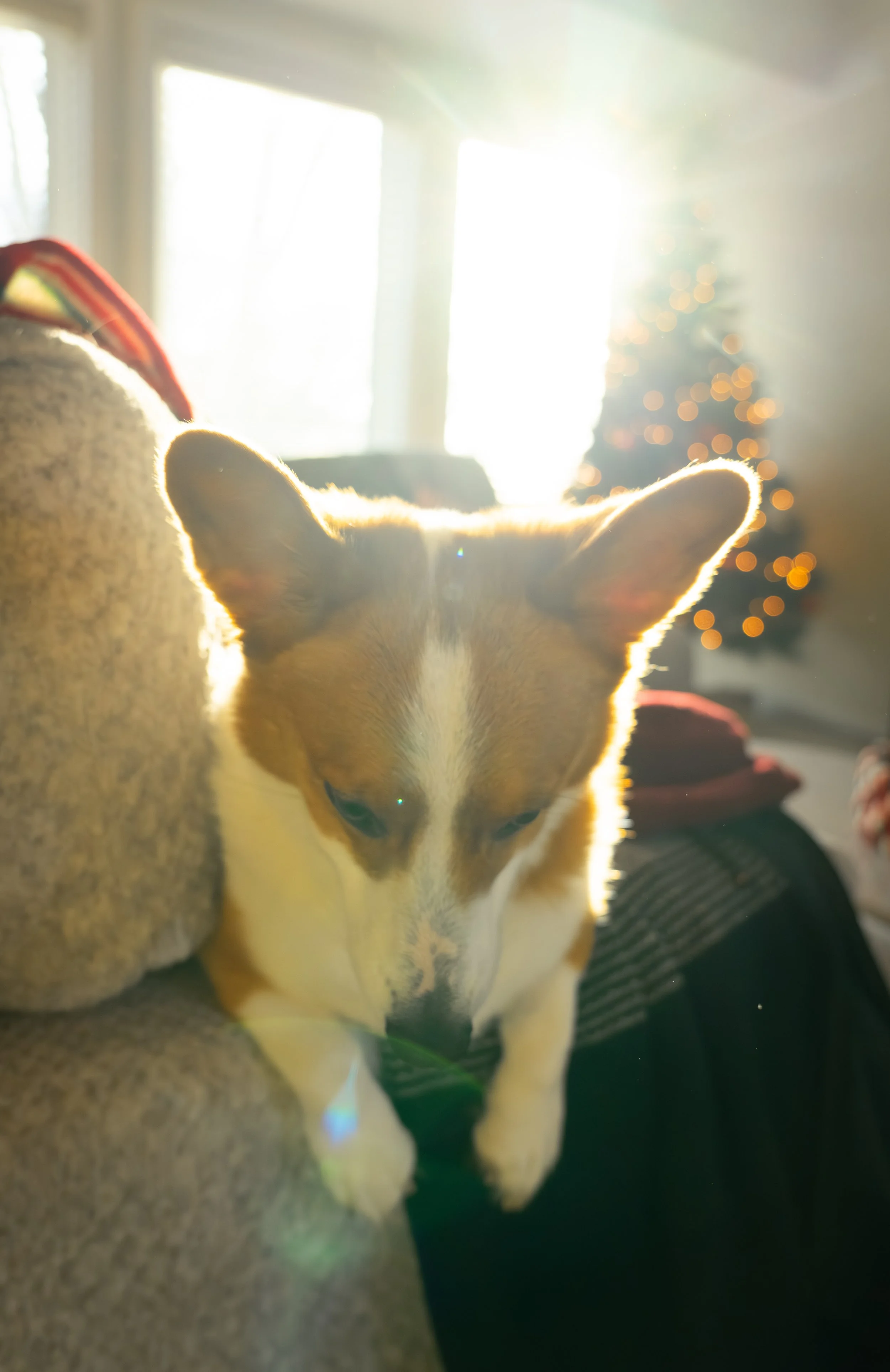 20251122_Bren Fernando Silva Family-01584.jpg