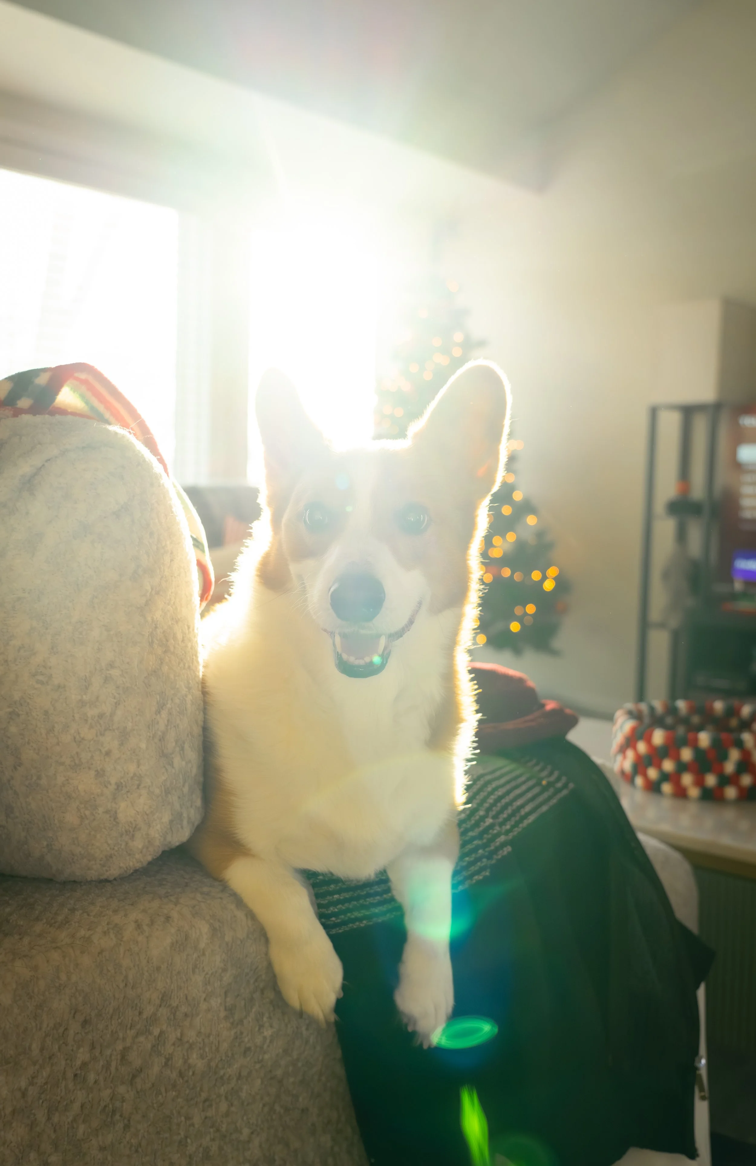 20251122_Bren Fernando Silva Family-01600.jpg