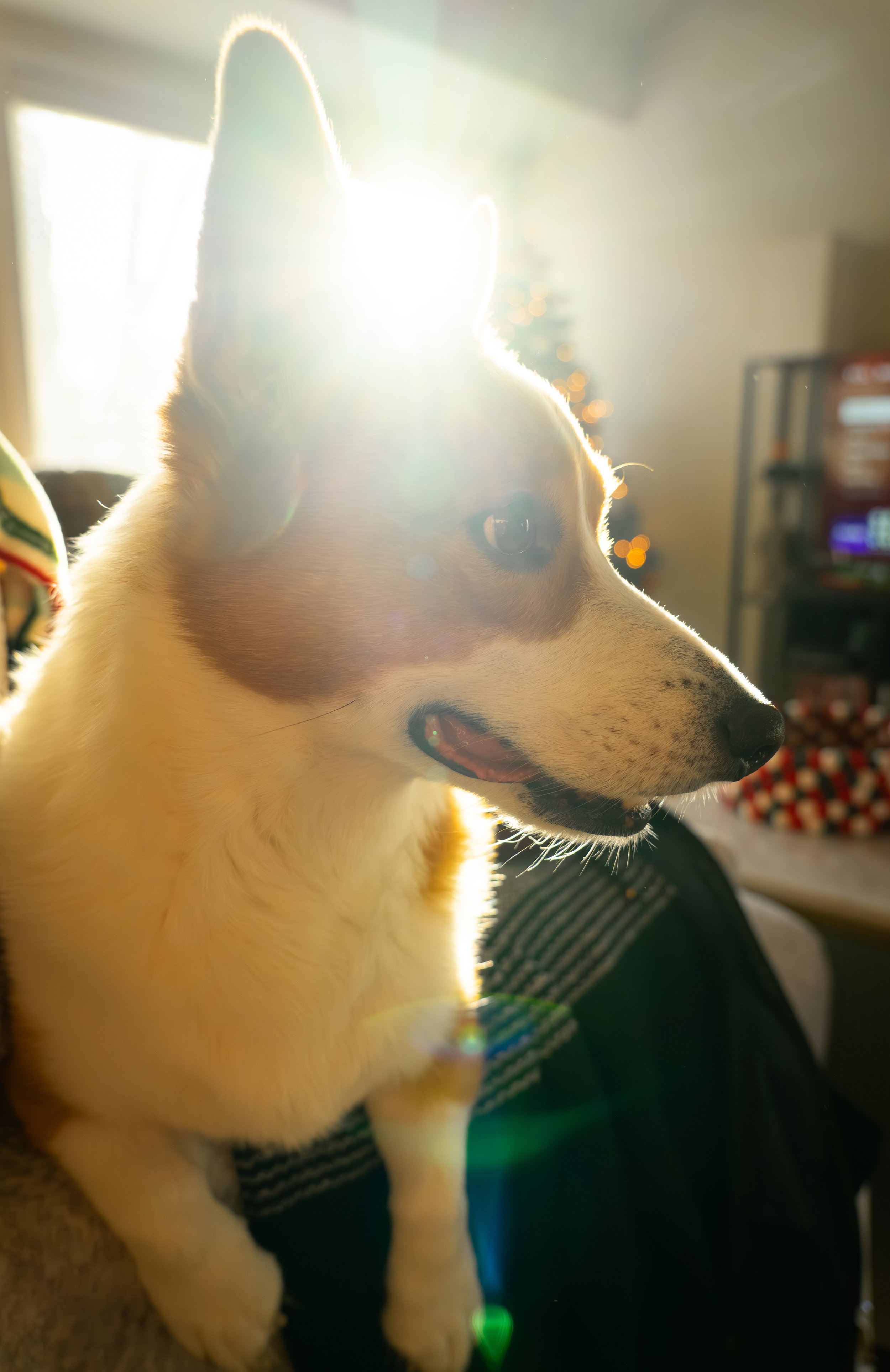 20251122_Bren Fernando Silva Family-01608.jpg