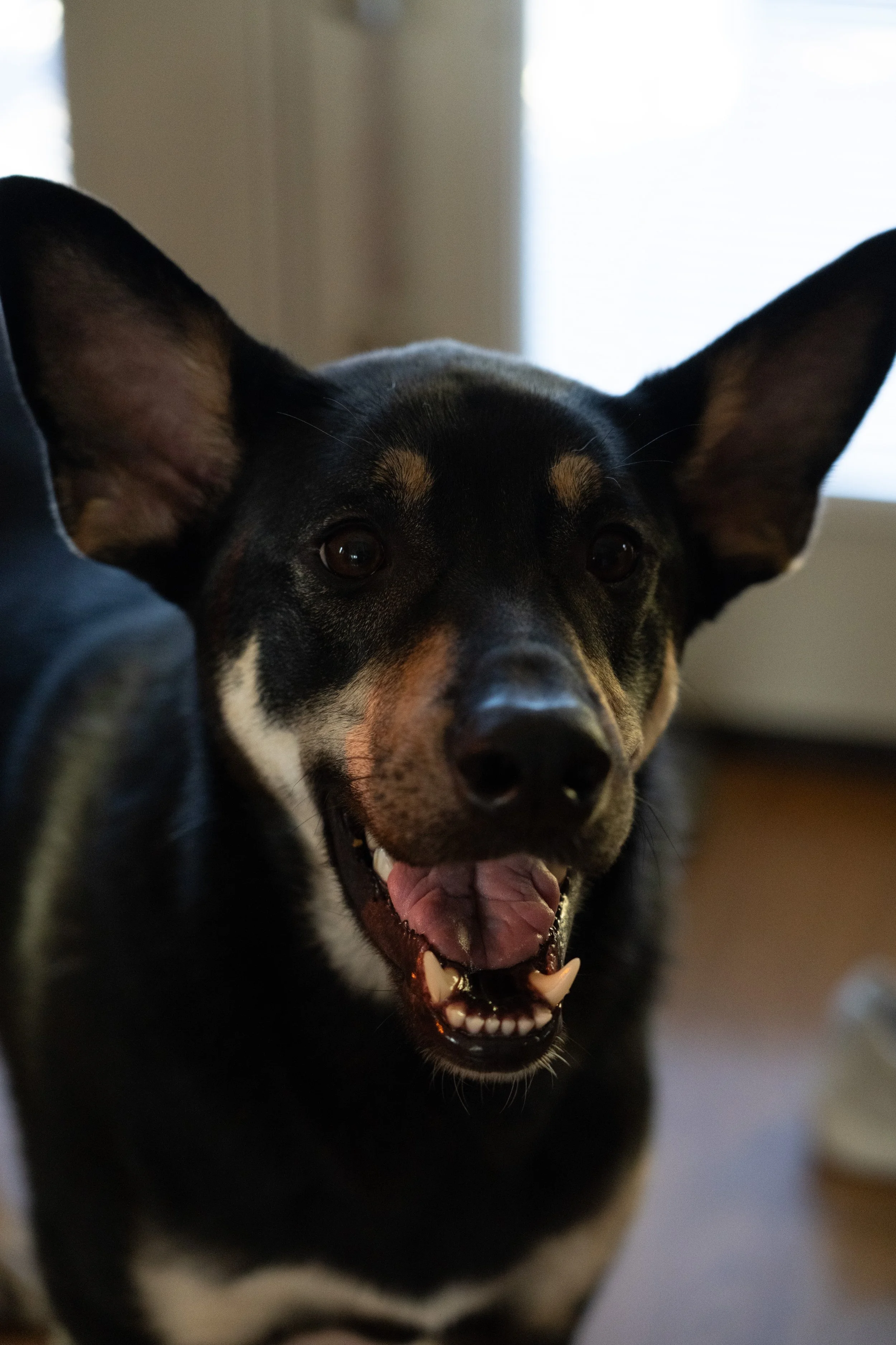 20251122_Bren Fernando Silva Family-01615.jpg