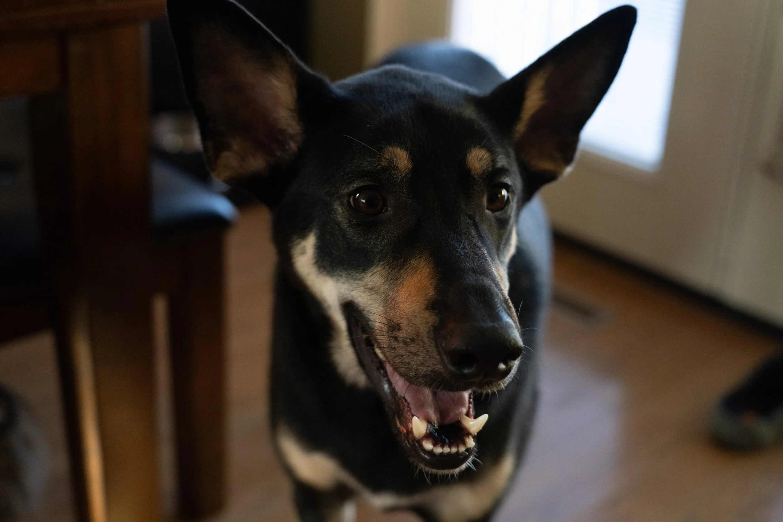 20251122_Bren Fernando Silva Family-01622.jpg