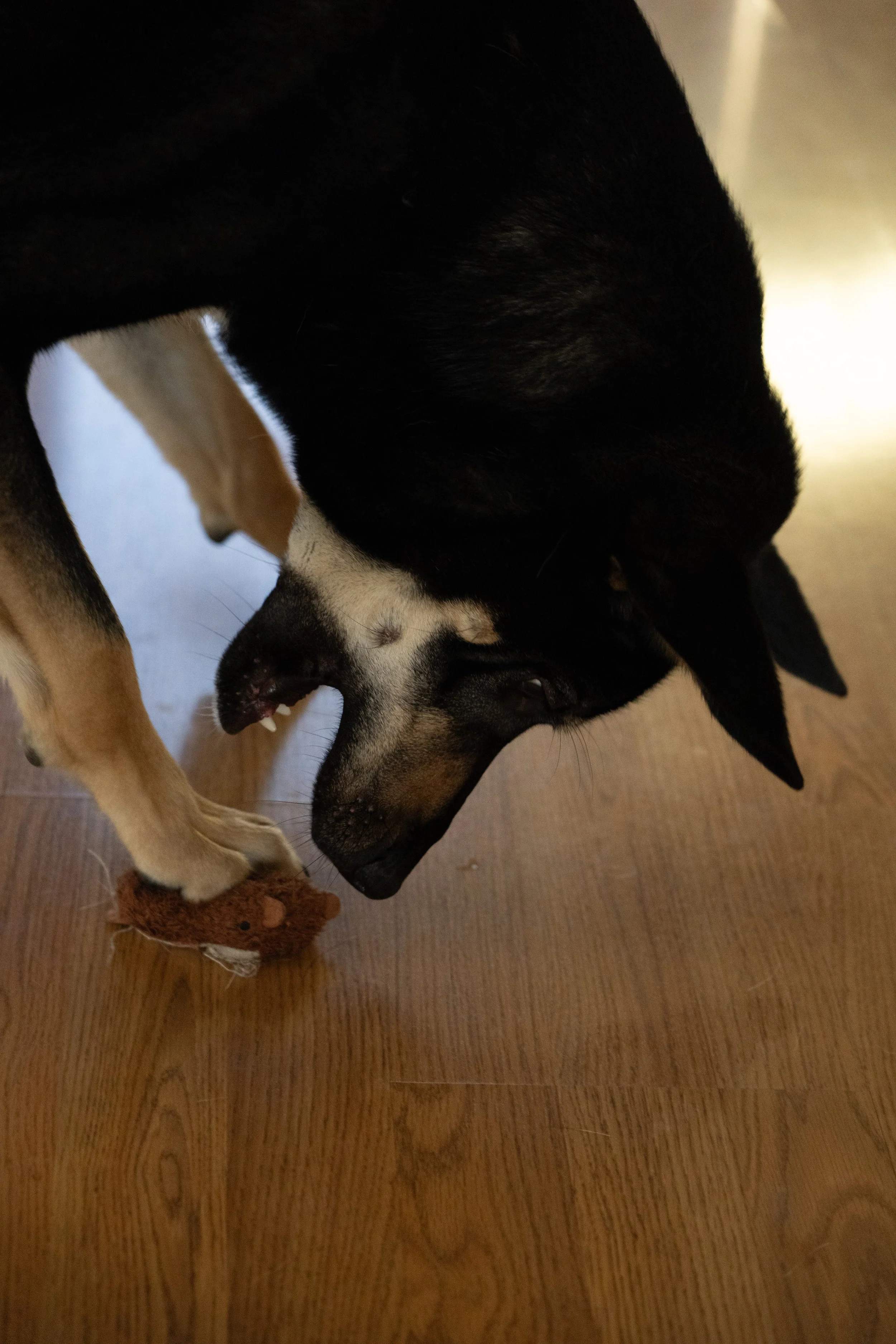 20251122_Bren Fernando Silva Family-01625.jpg