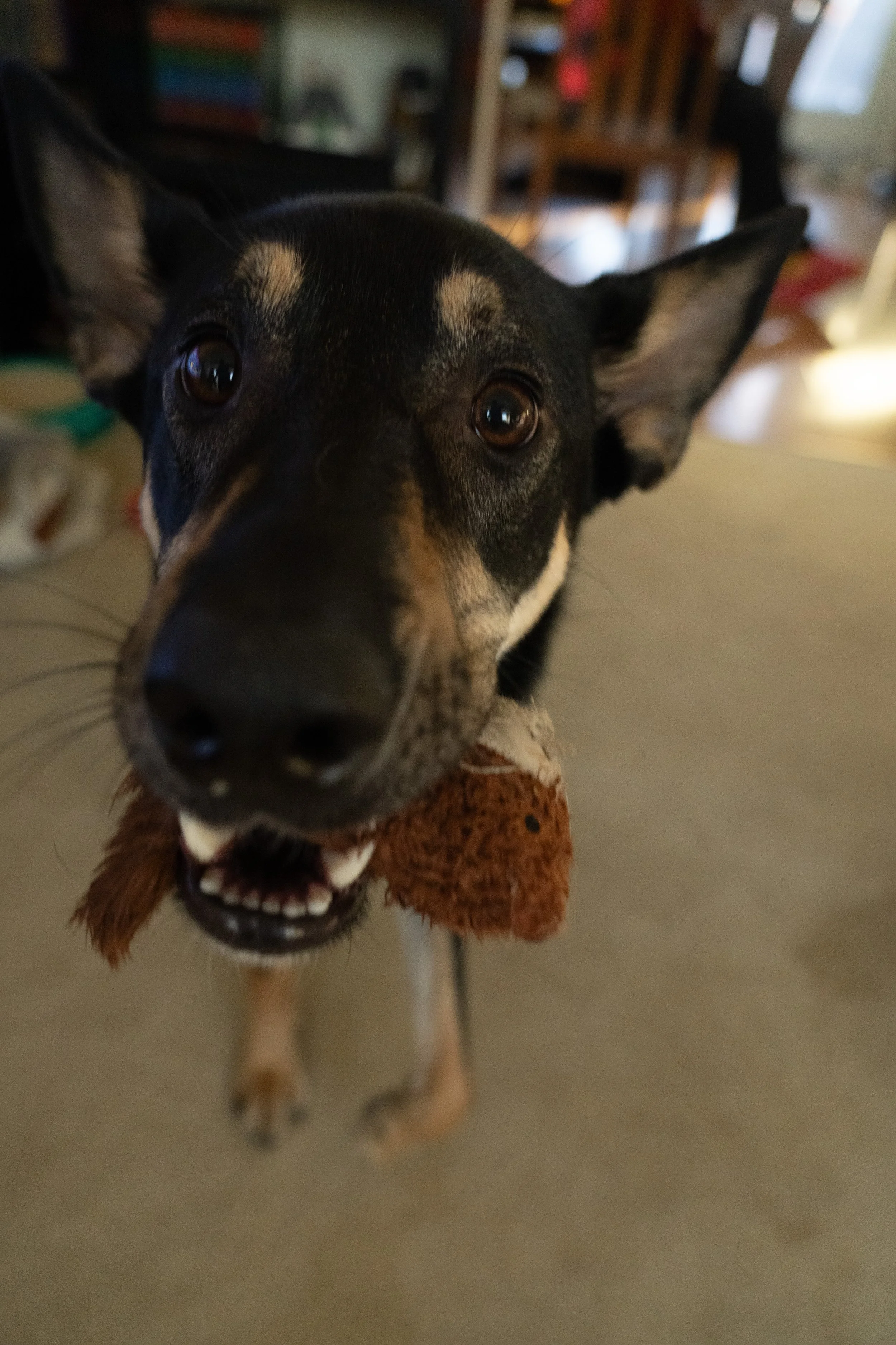 20251122_Bren Fernando Silva Family-01634.jpg