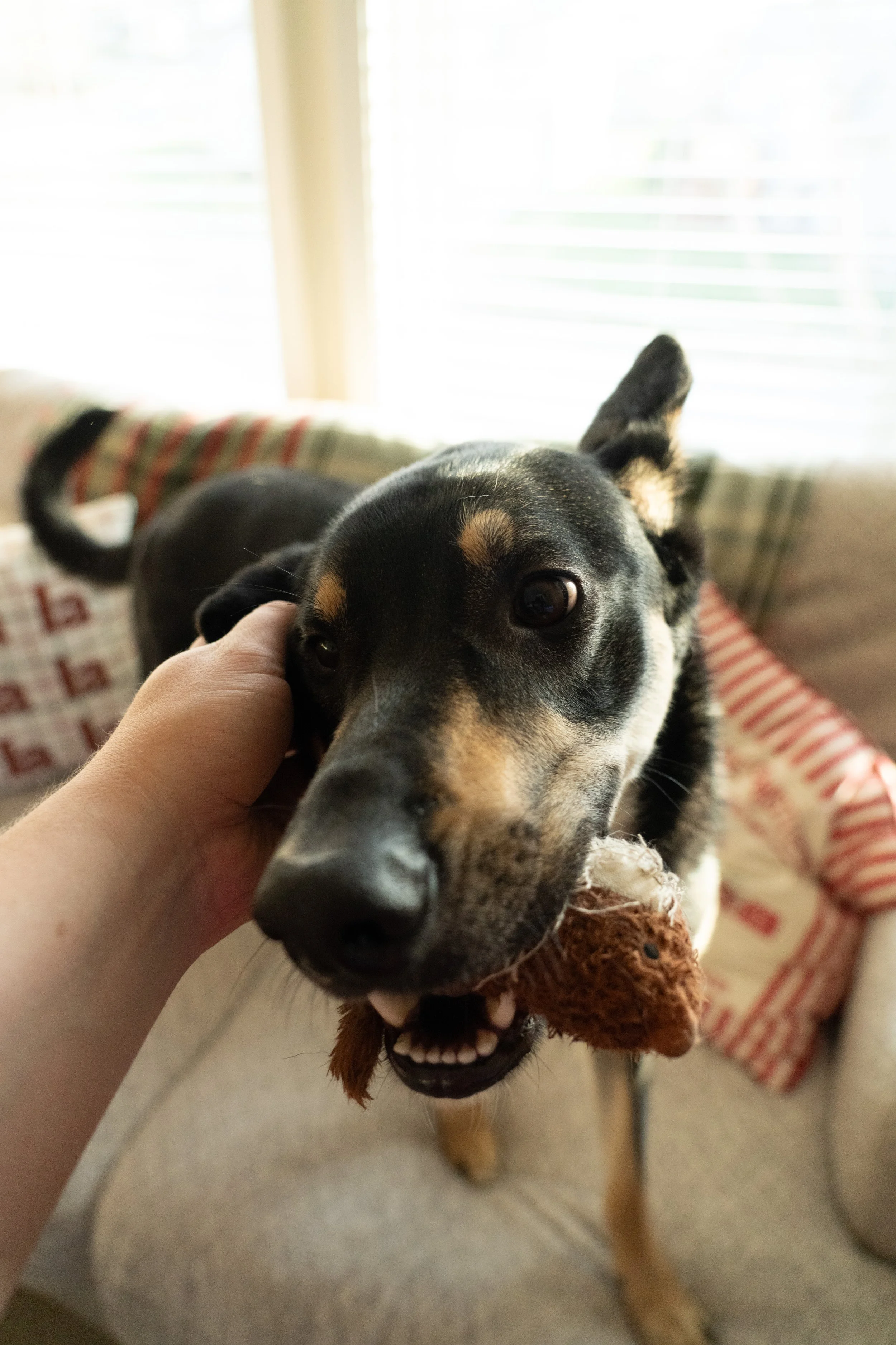 20251122_Bren Fernando Silva Family-01644.jpg