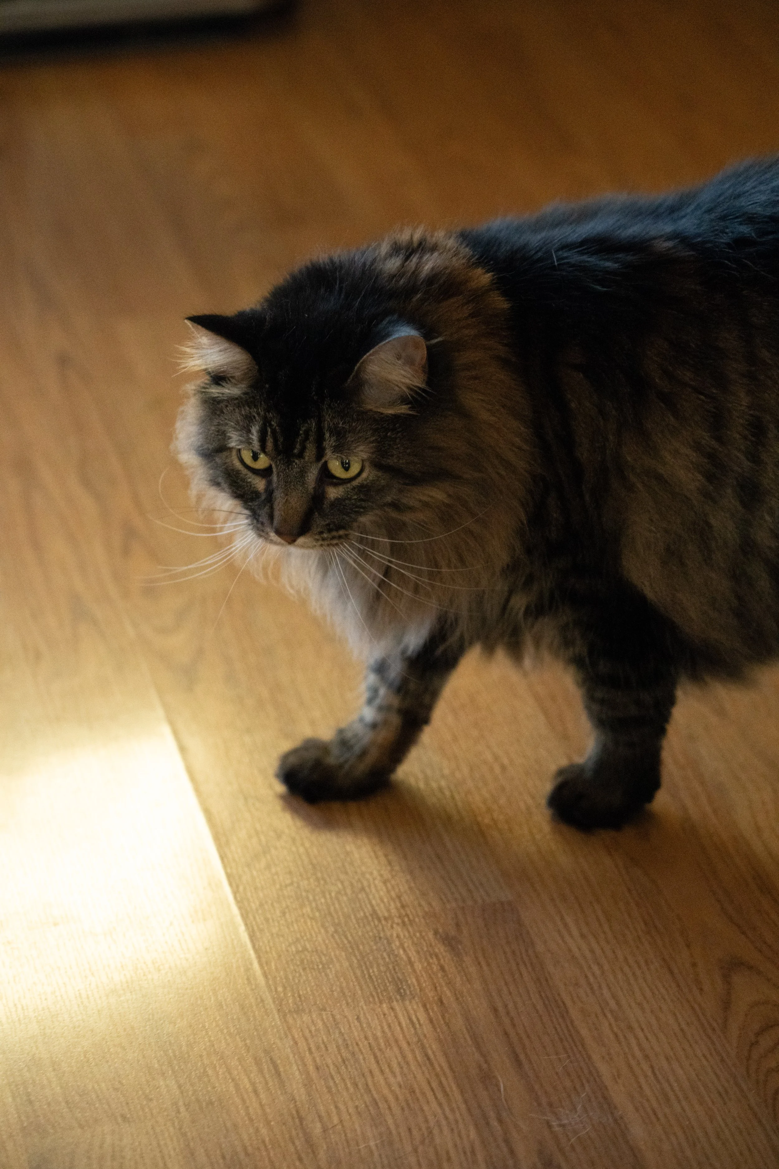 20251122_Bren Fernando Silva Family-01650.jpg