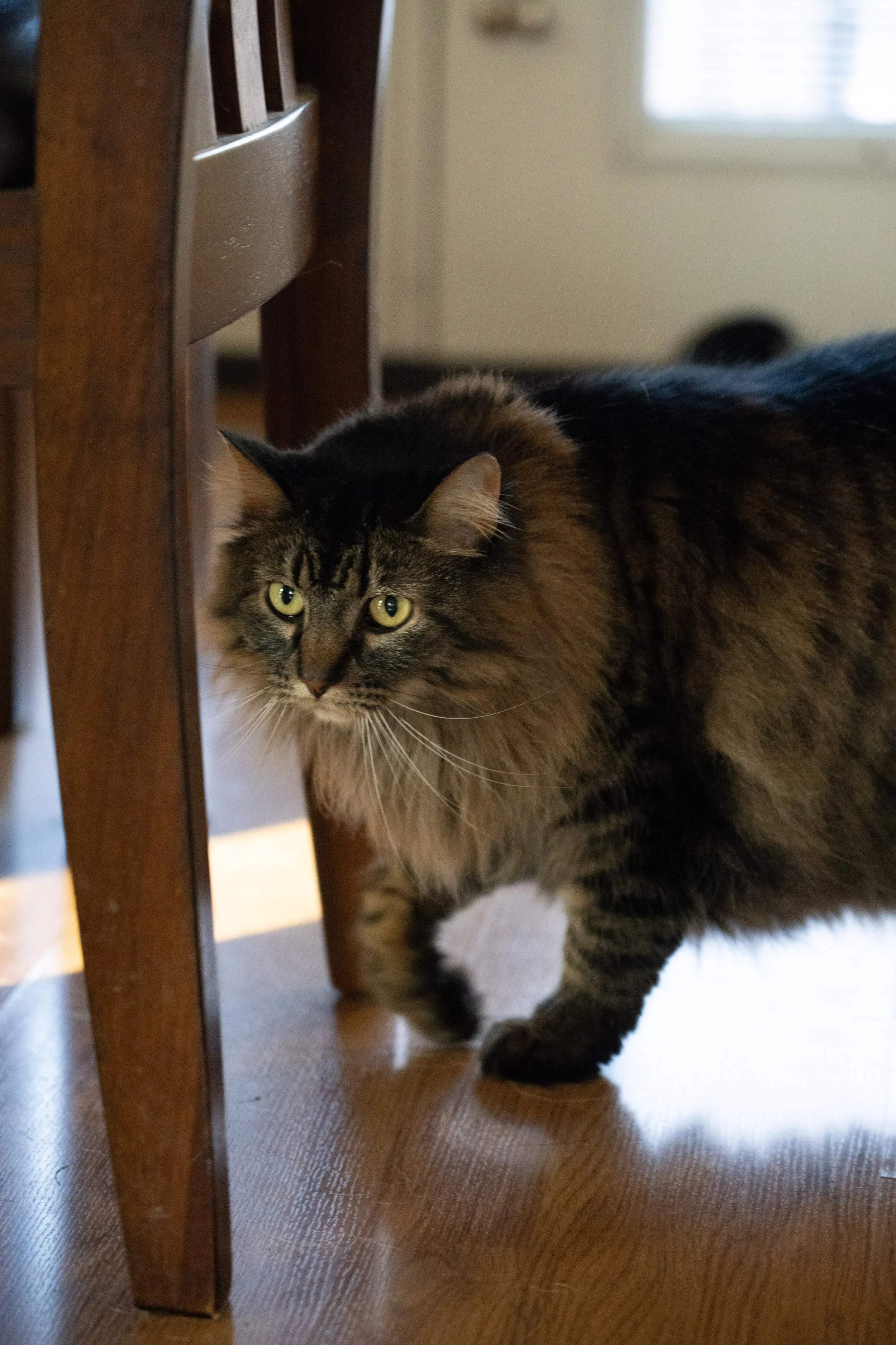 20251122_Bren Fernando Silva Family-01651.jpg