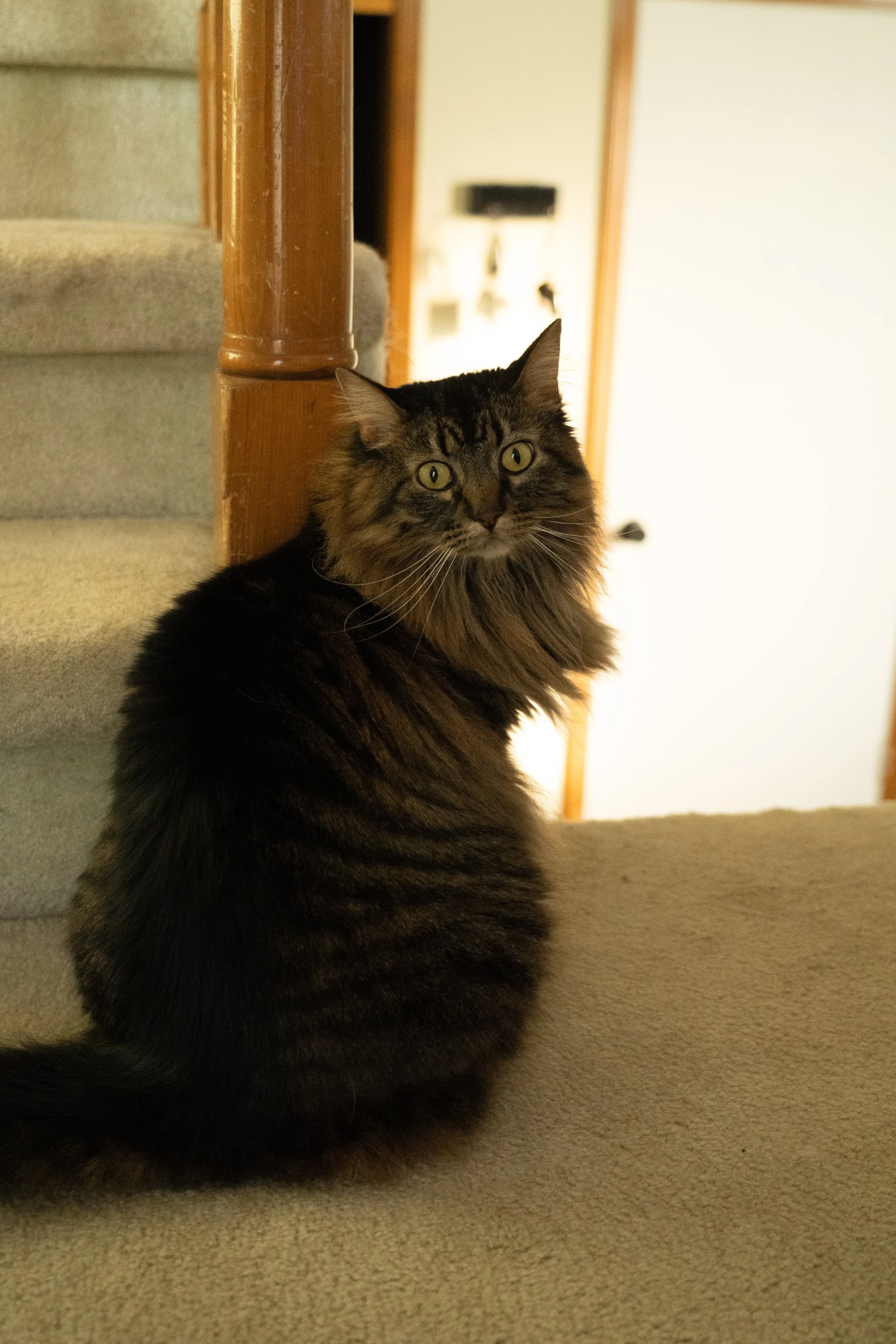 20251122_Bren Fernando Silva Family-01664.jpg