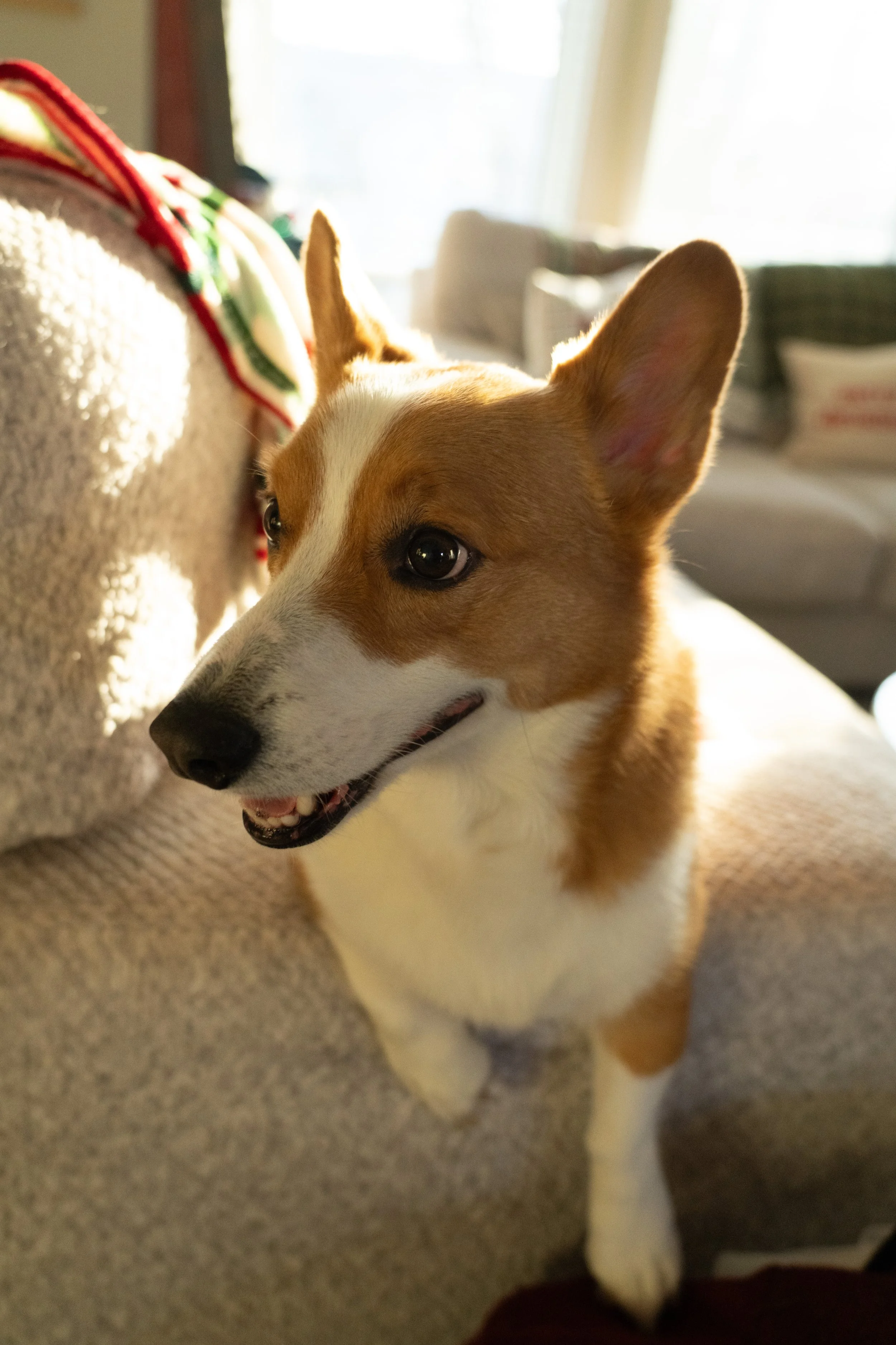 20251122_Bren Fernando Silva Family-01693.jpg