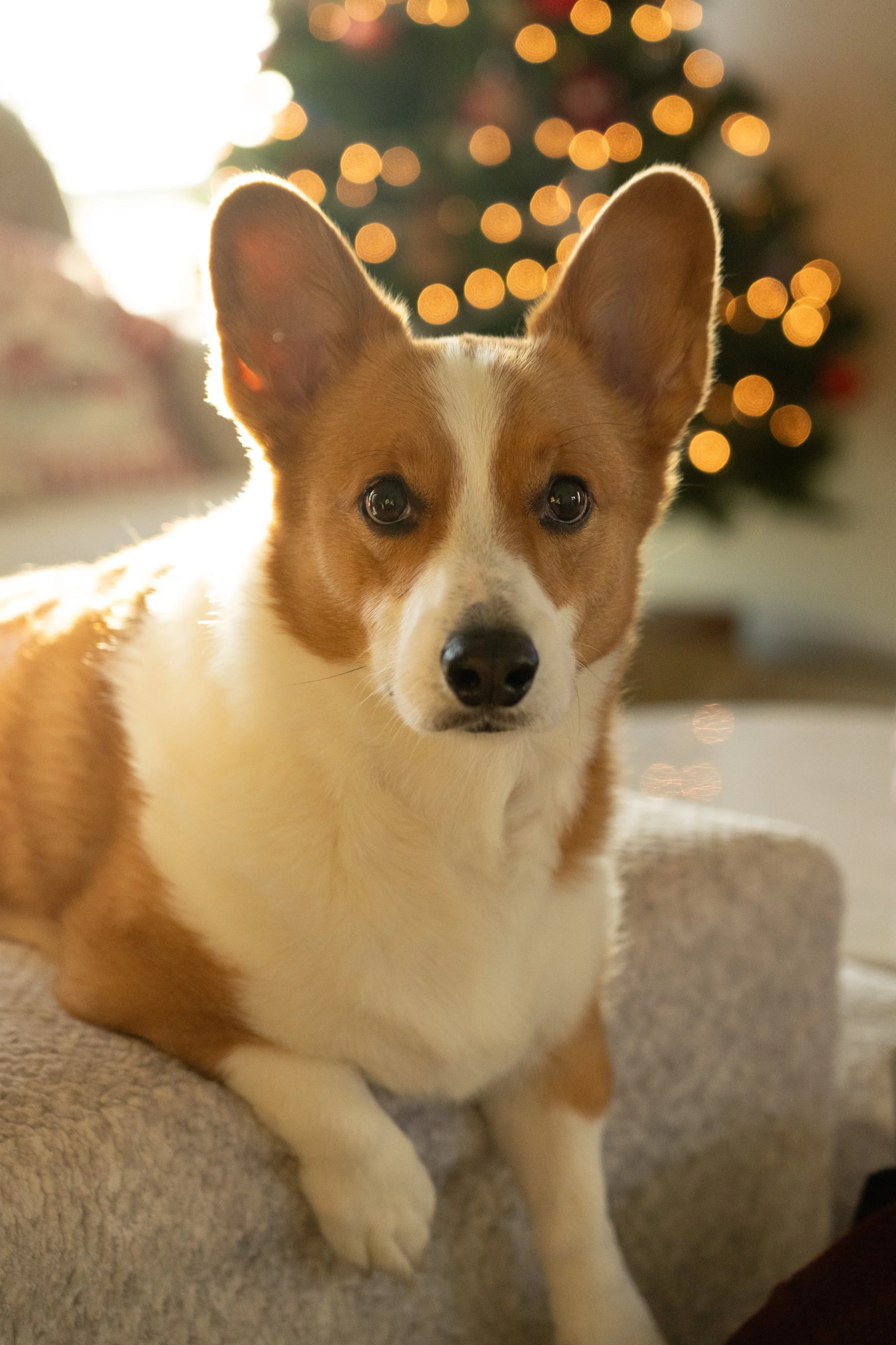 20251122_Bren Fernando Silva Family-01706.jpg