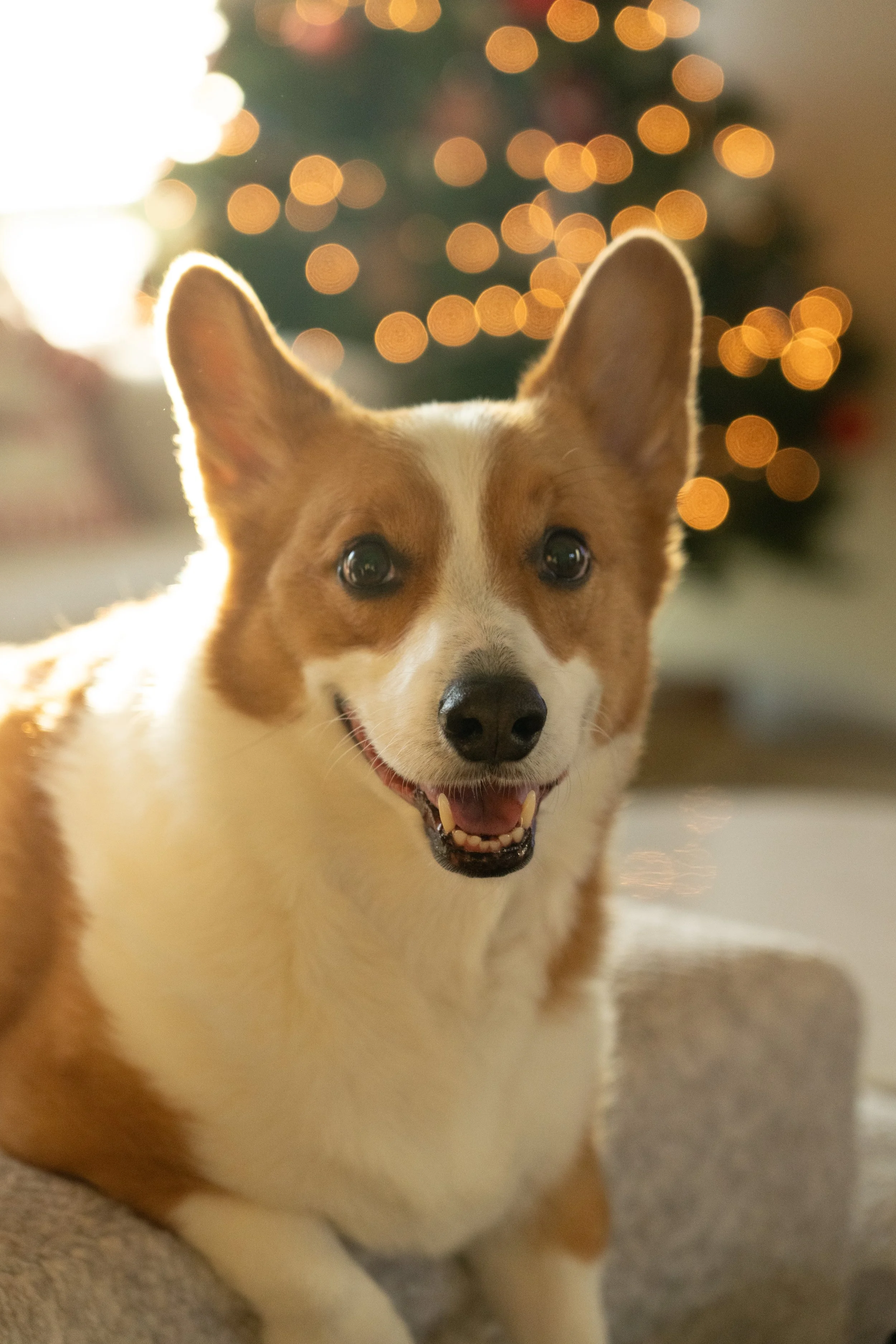 20251122_Bren Fernando Silva Family-01714.jpg